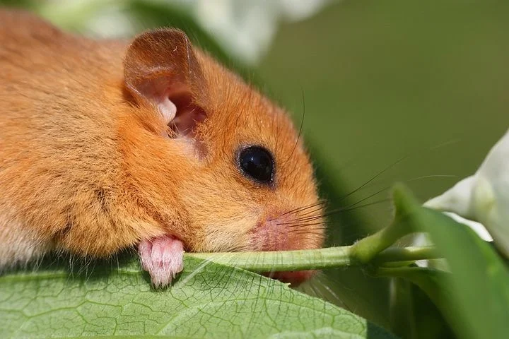 Ode to a Dormouse