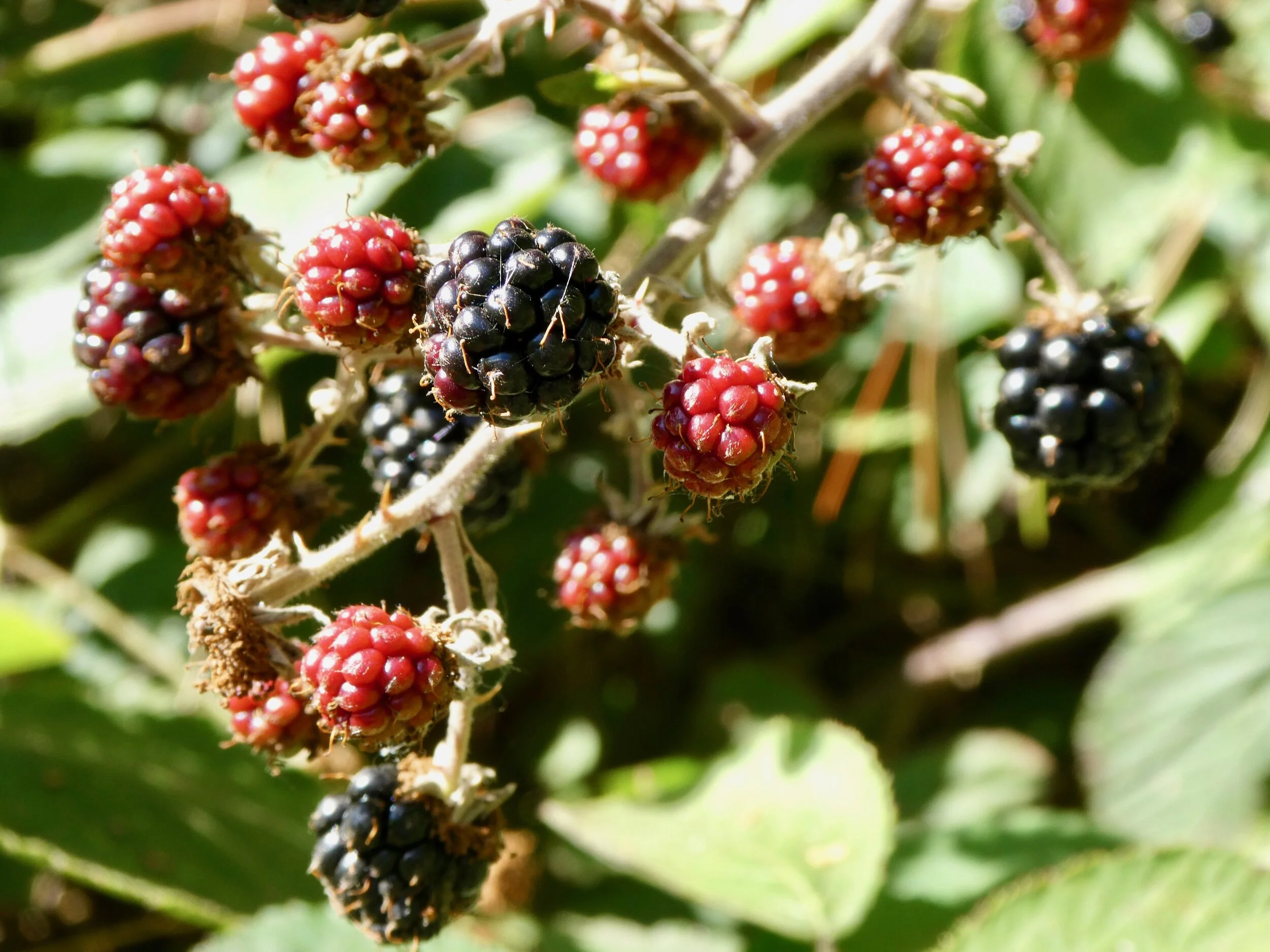 Dormice love to eat blackberries