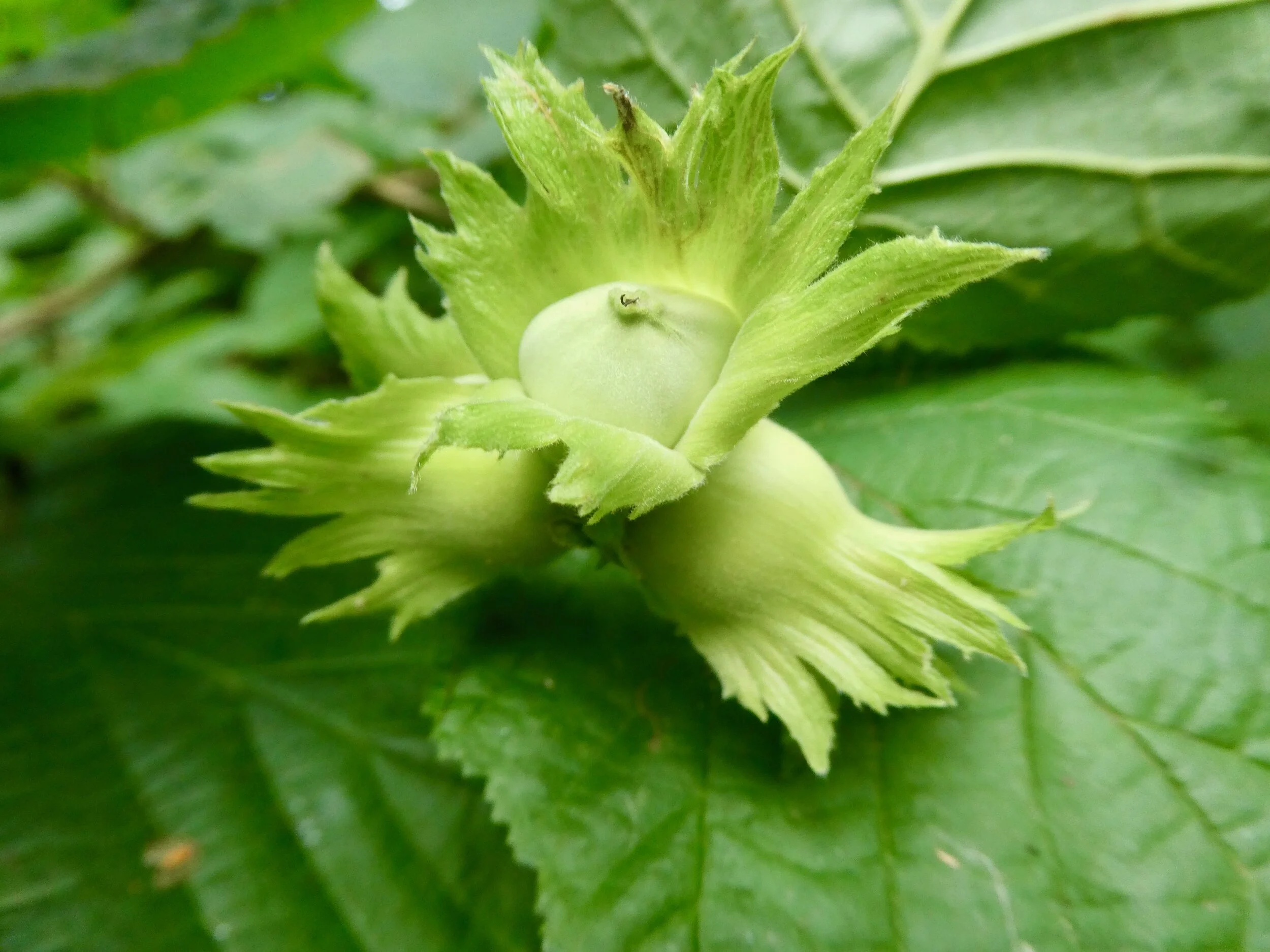 Hazelnuts ripening in June. They will be ready to eat in September /October