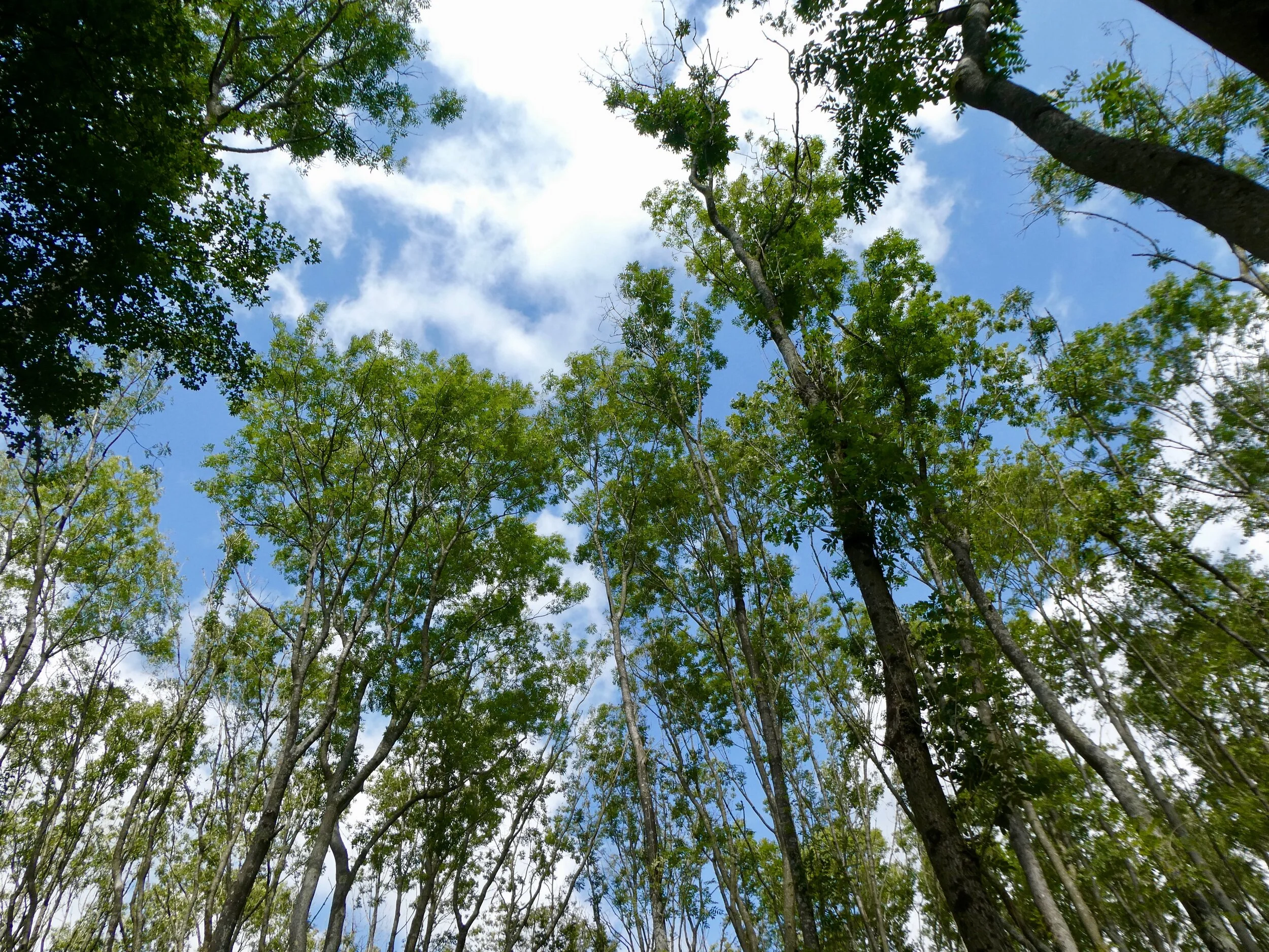 Most of this Ash seems healthy but look at the branch tips of the tree to the right