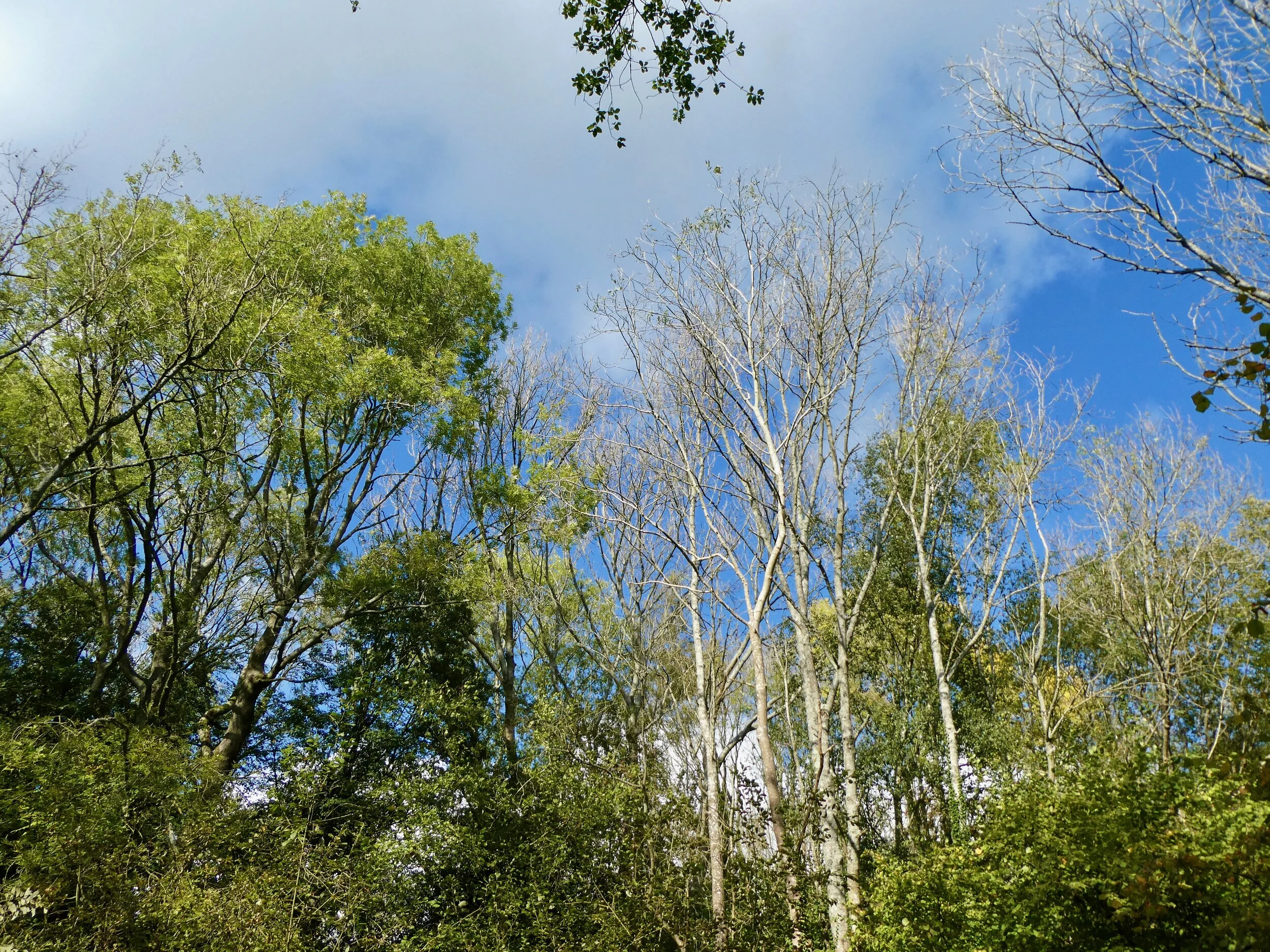 Most of the Ash is 40 - 50 years old so should have greater resilience than young trees