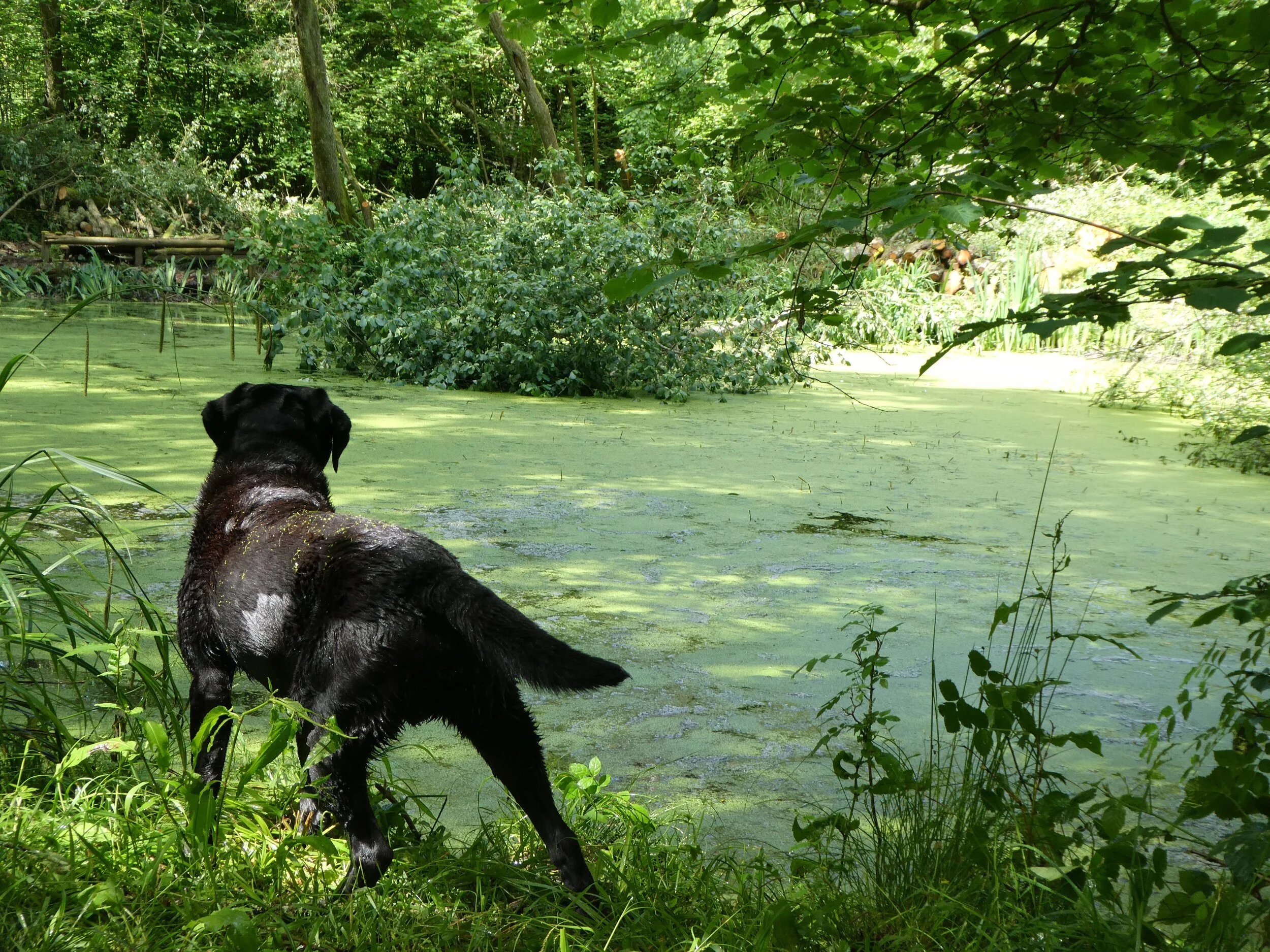 Summer 2018. Less trees but the pond weed is still very dense