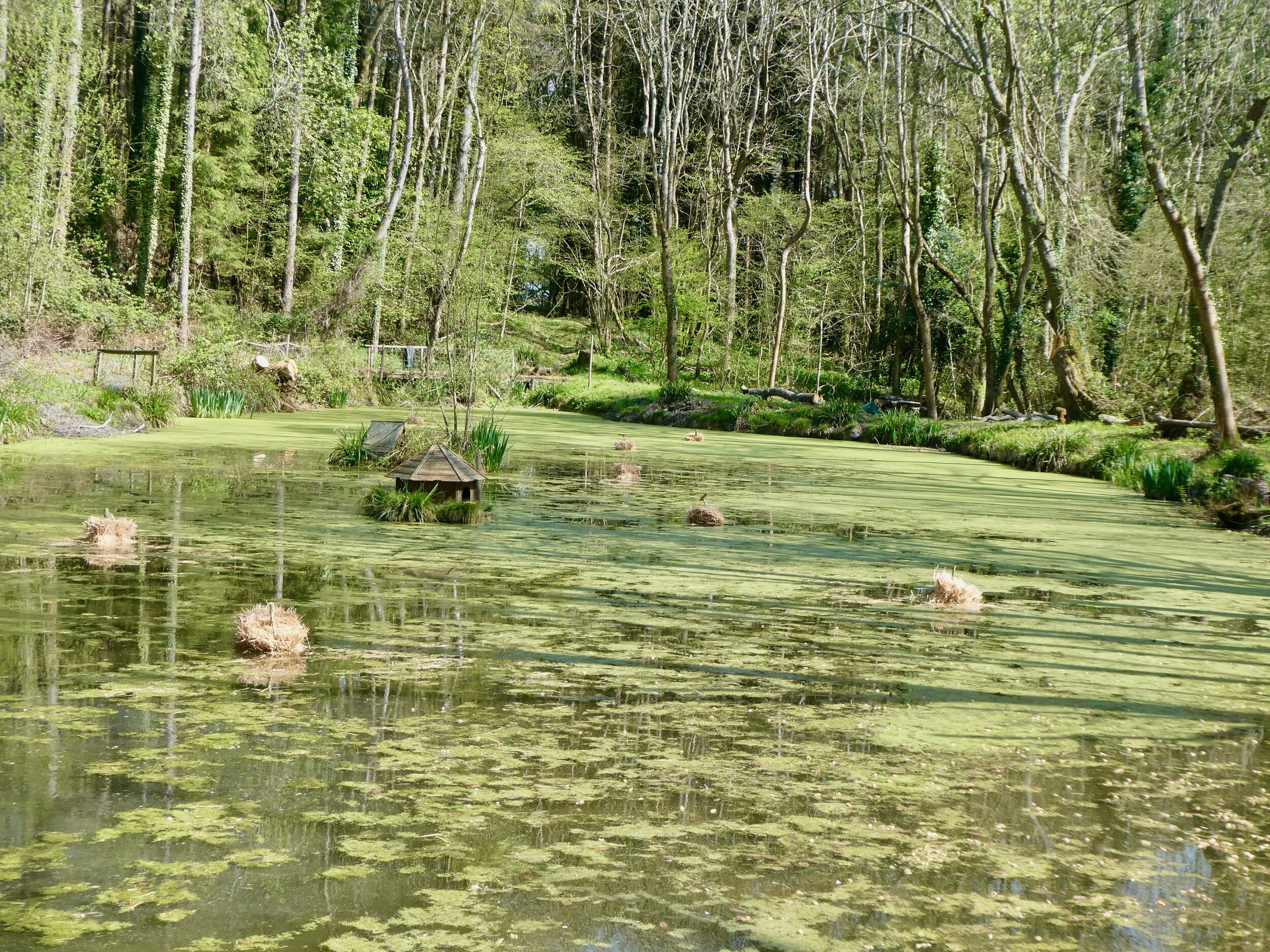 Progress as of summer 2019. The barley straw is in place, the pond weed is less dense and some oxygenating plants are starting to push through