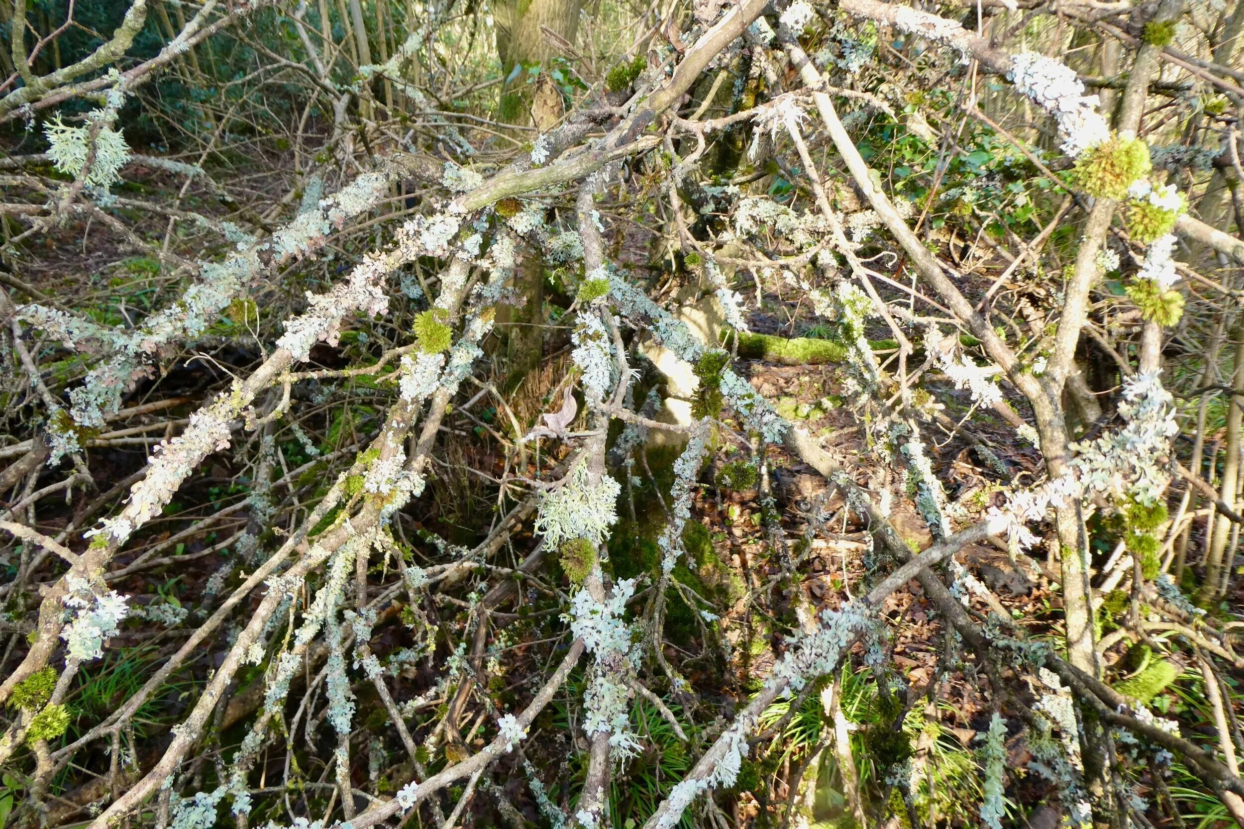 P1000218.jpg