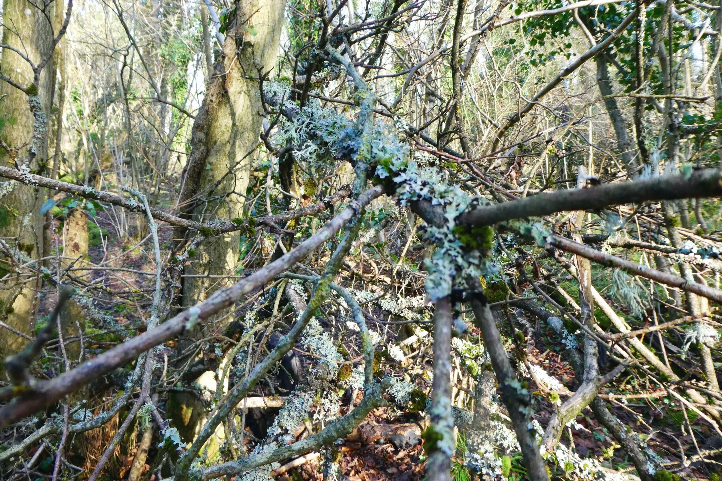 P1000223.jpg