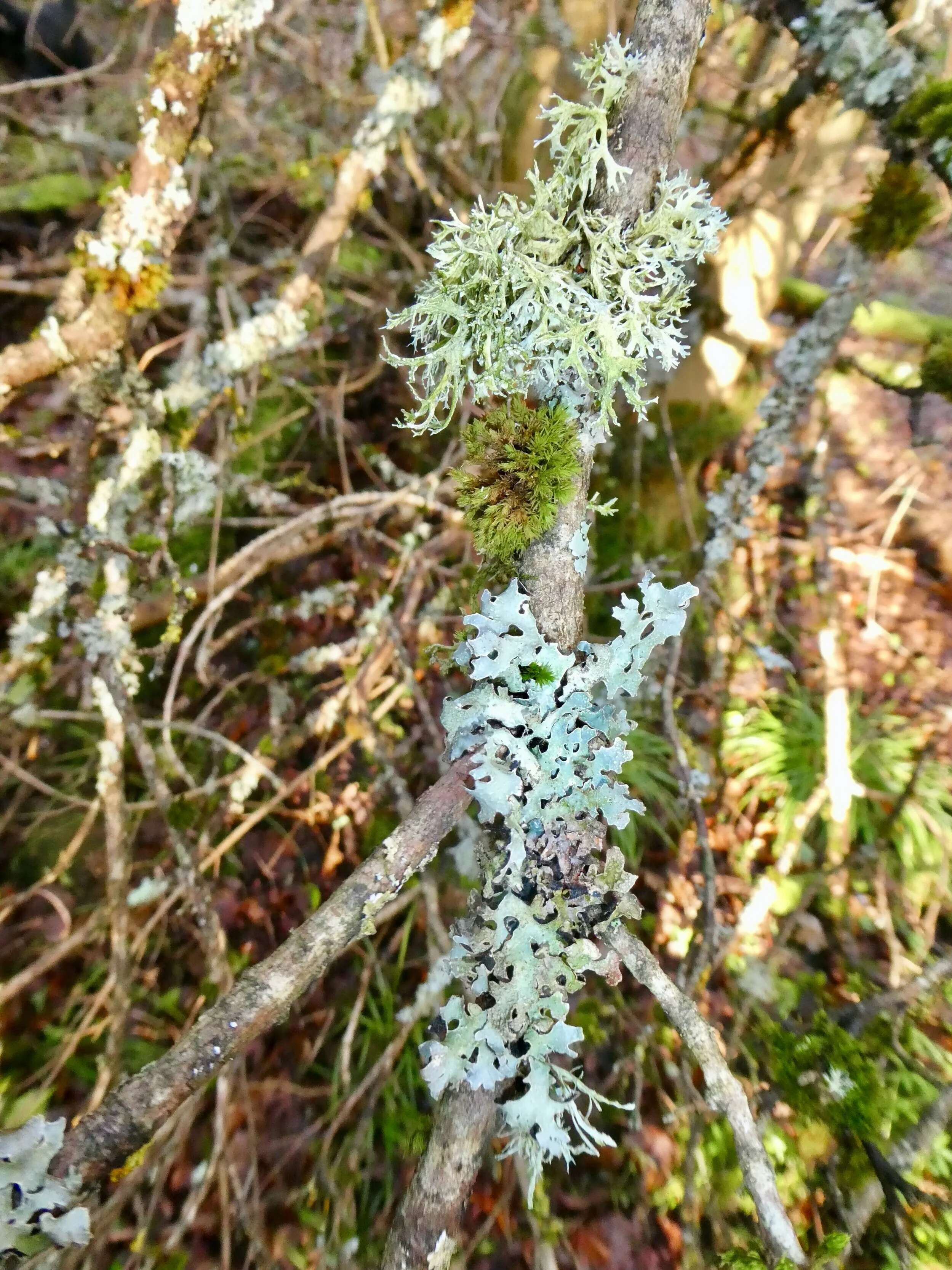P1000219.jpg