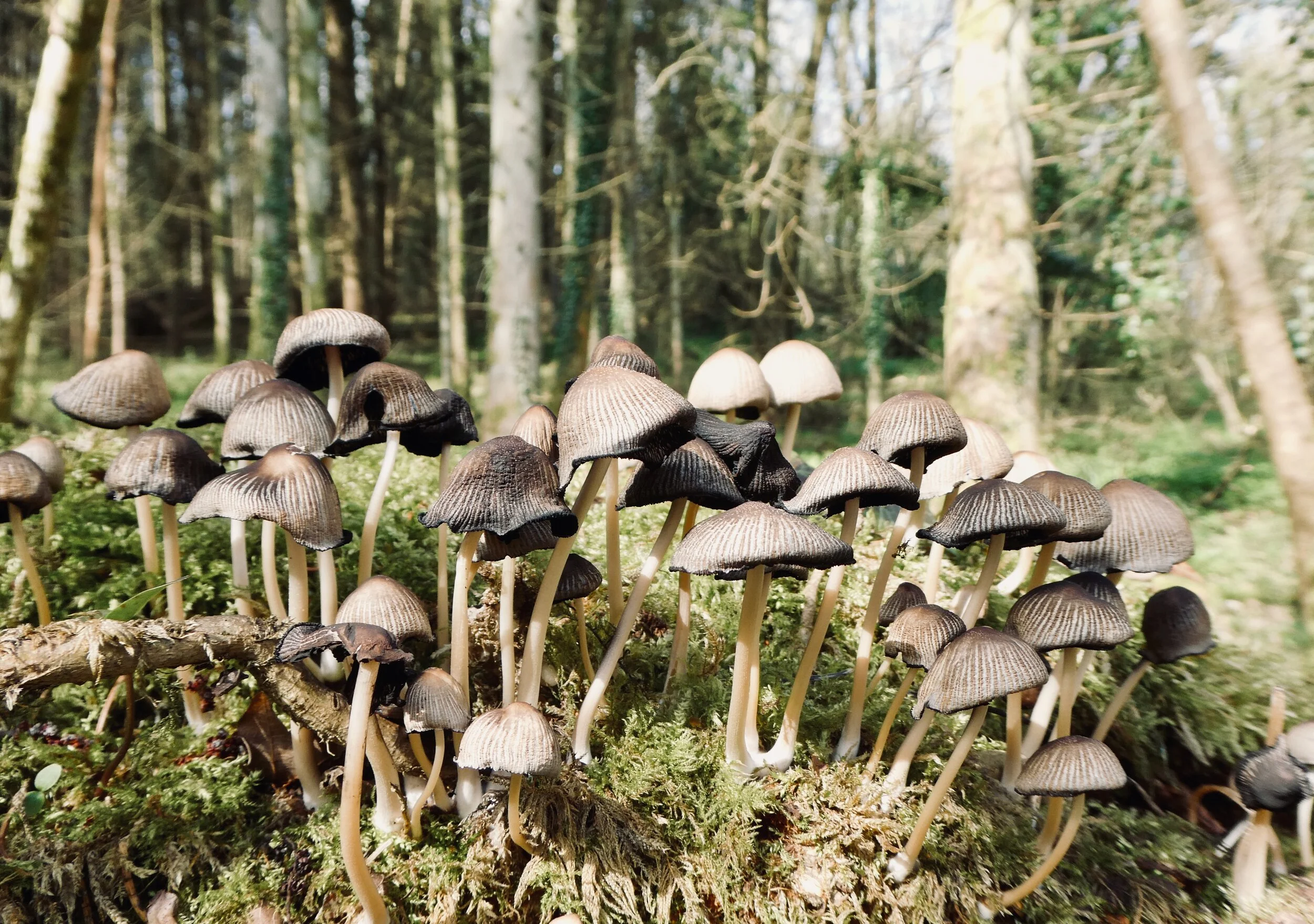 EXPLORE THE WOODLAND