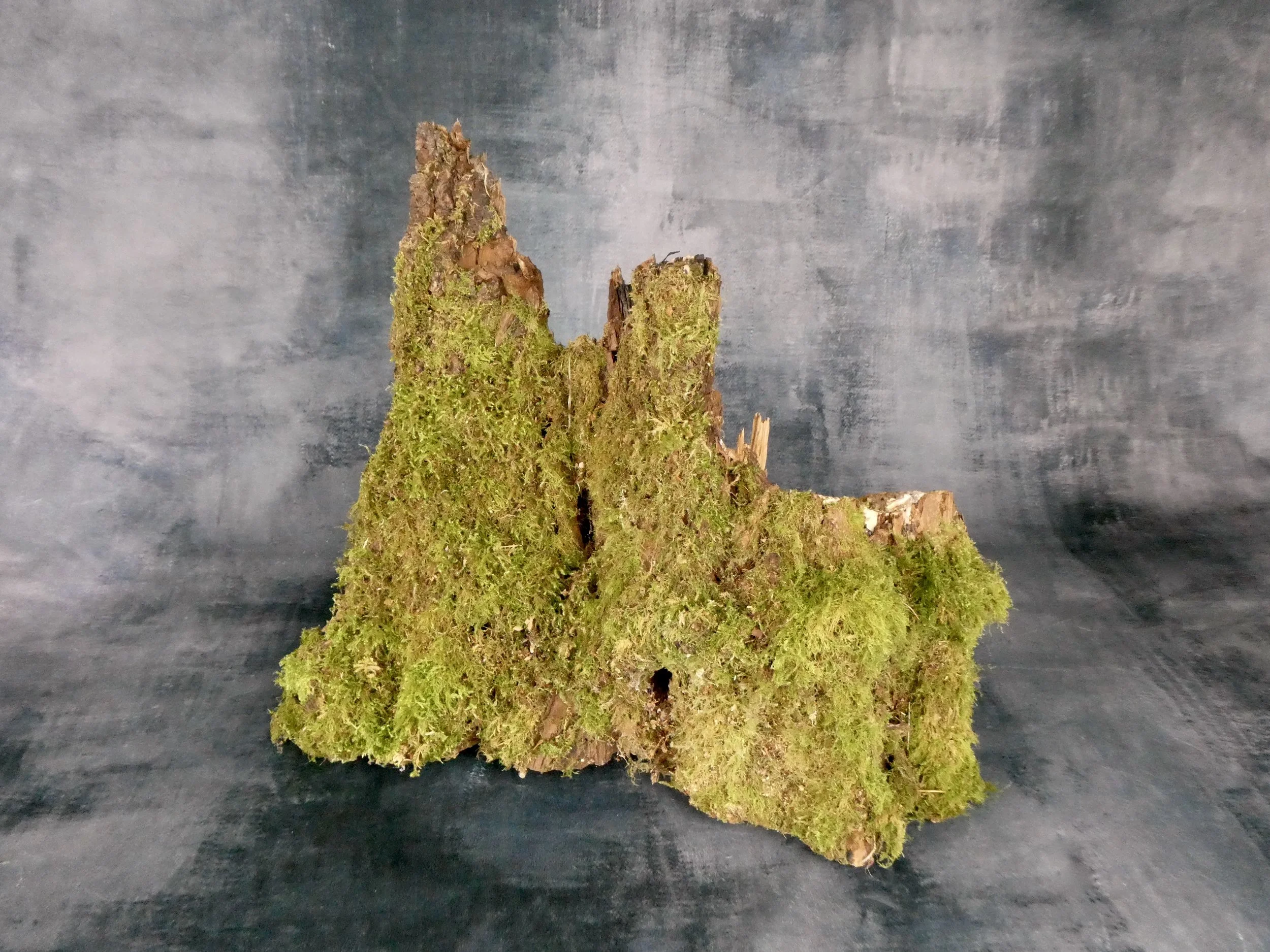 Tree Stump Section
