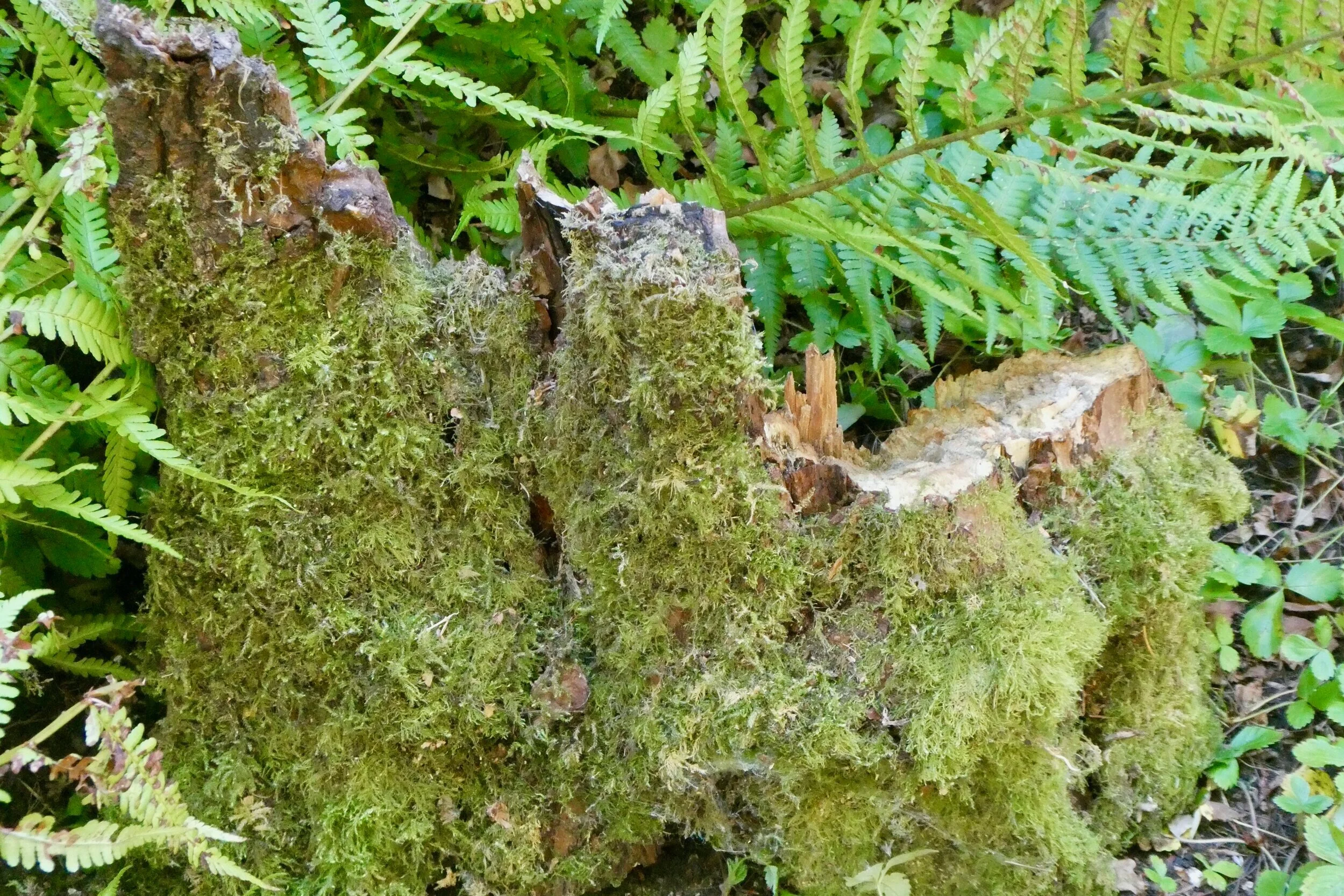 P1170531.jpg