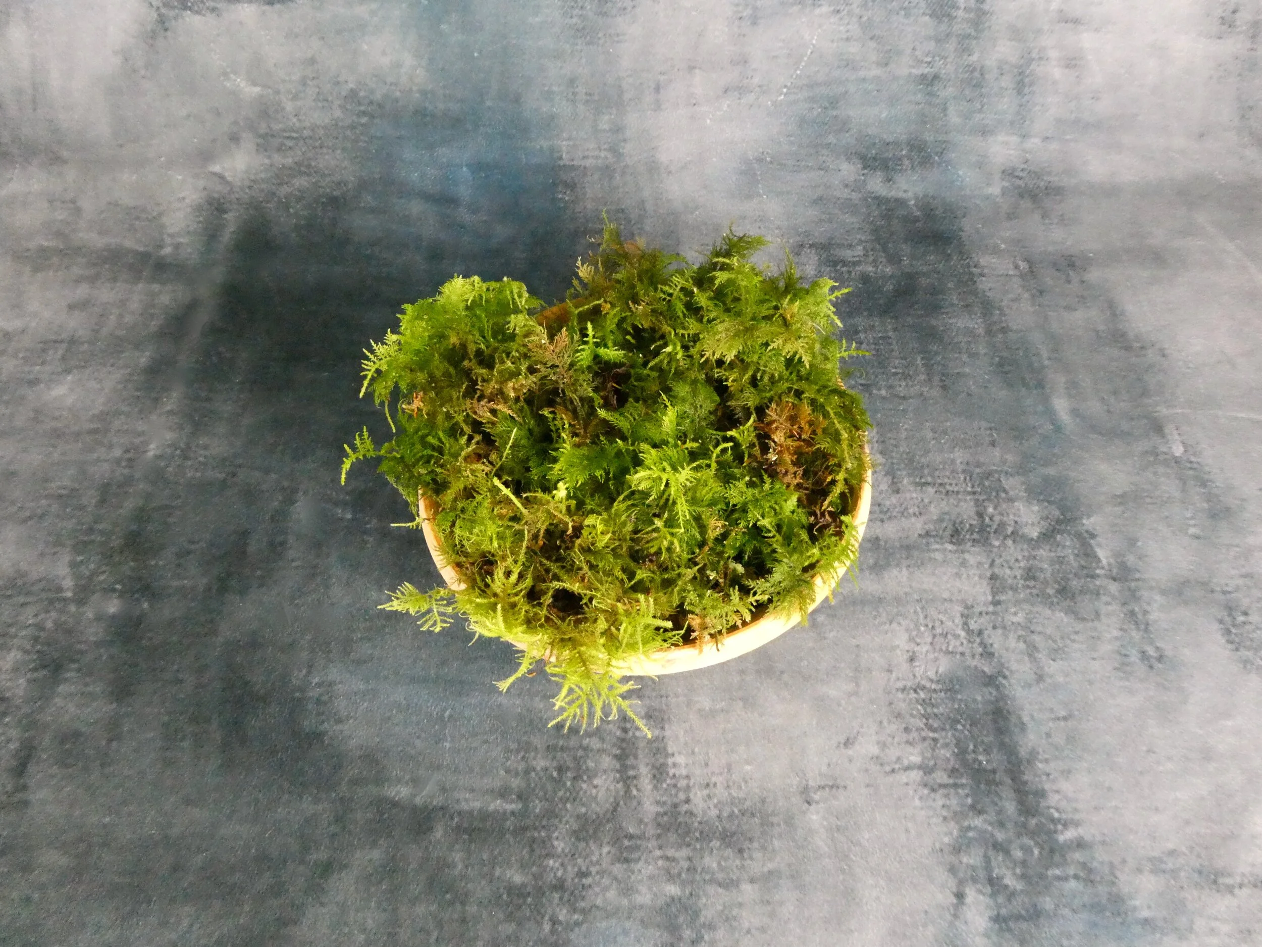 Dried Dark Green Moss