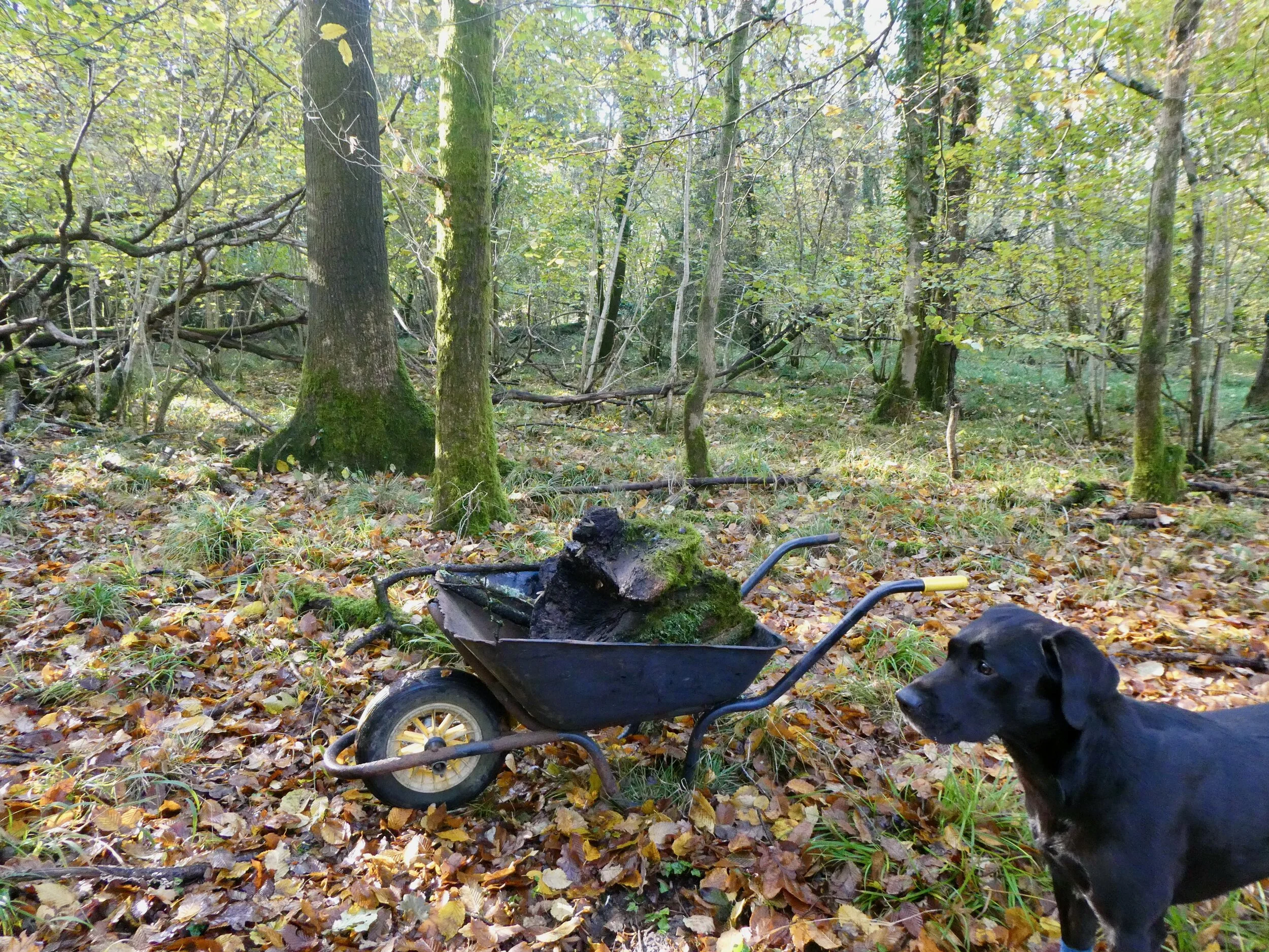 My state of the art timber moving device