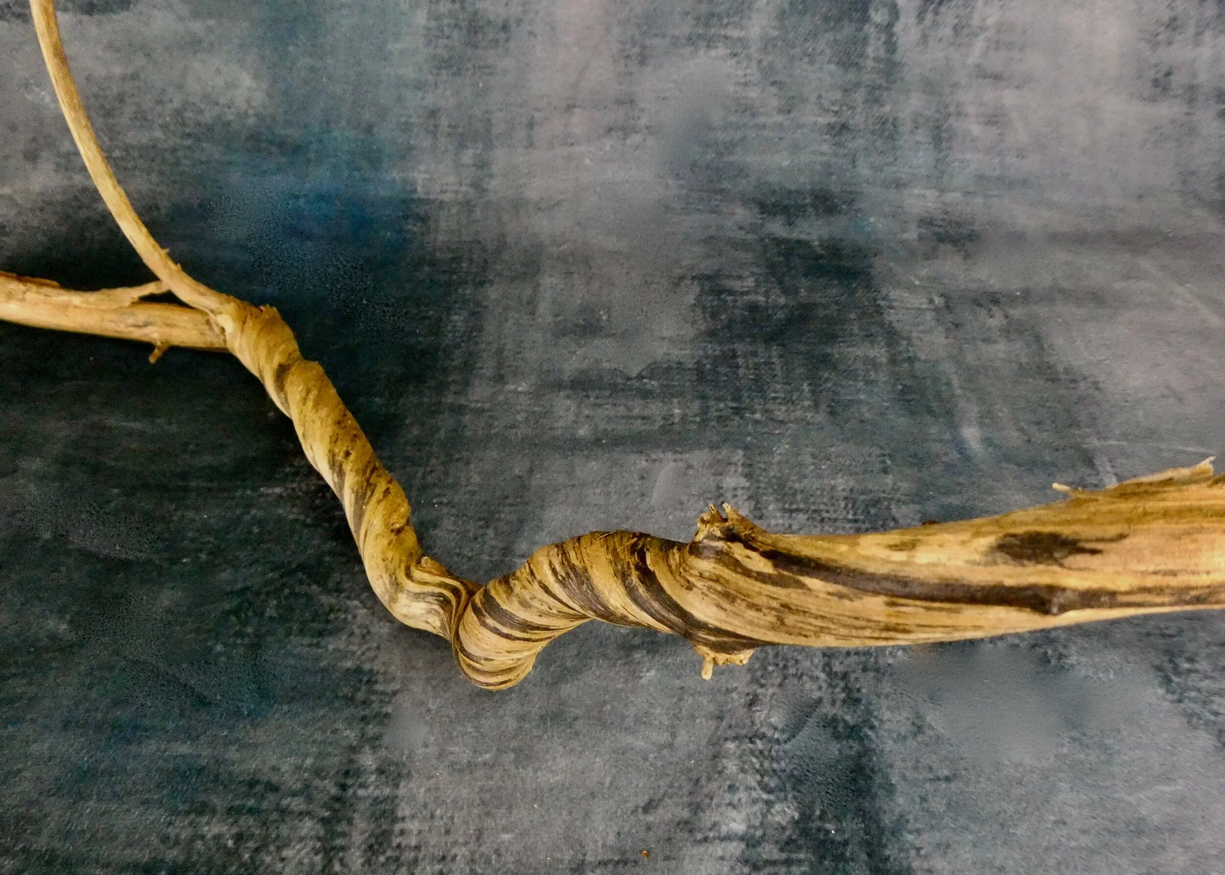 A detailed image of a long piece of ‘tiger striped’ wild honeysuckle