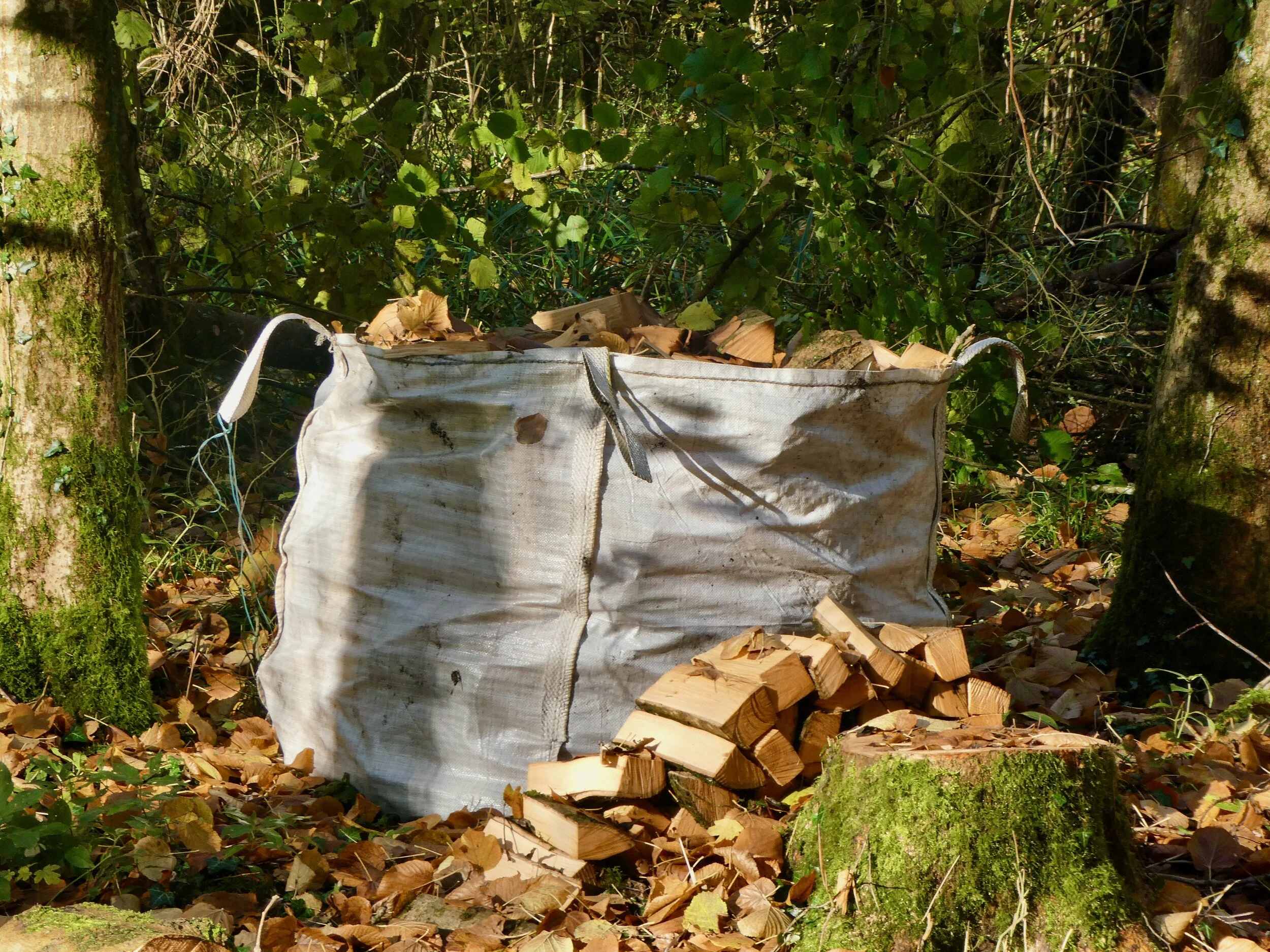 Ash cut into firewood. You can see the stump in front of the bag