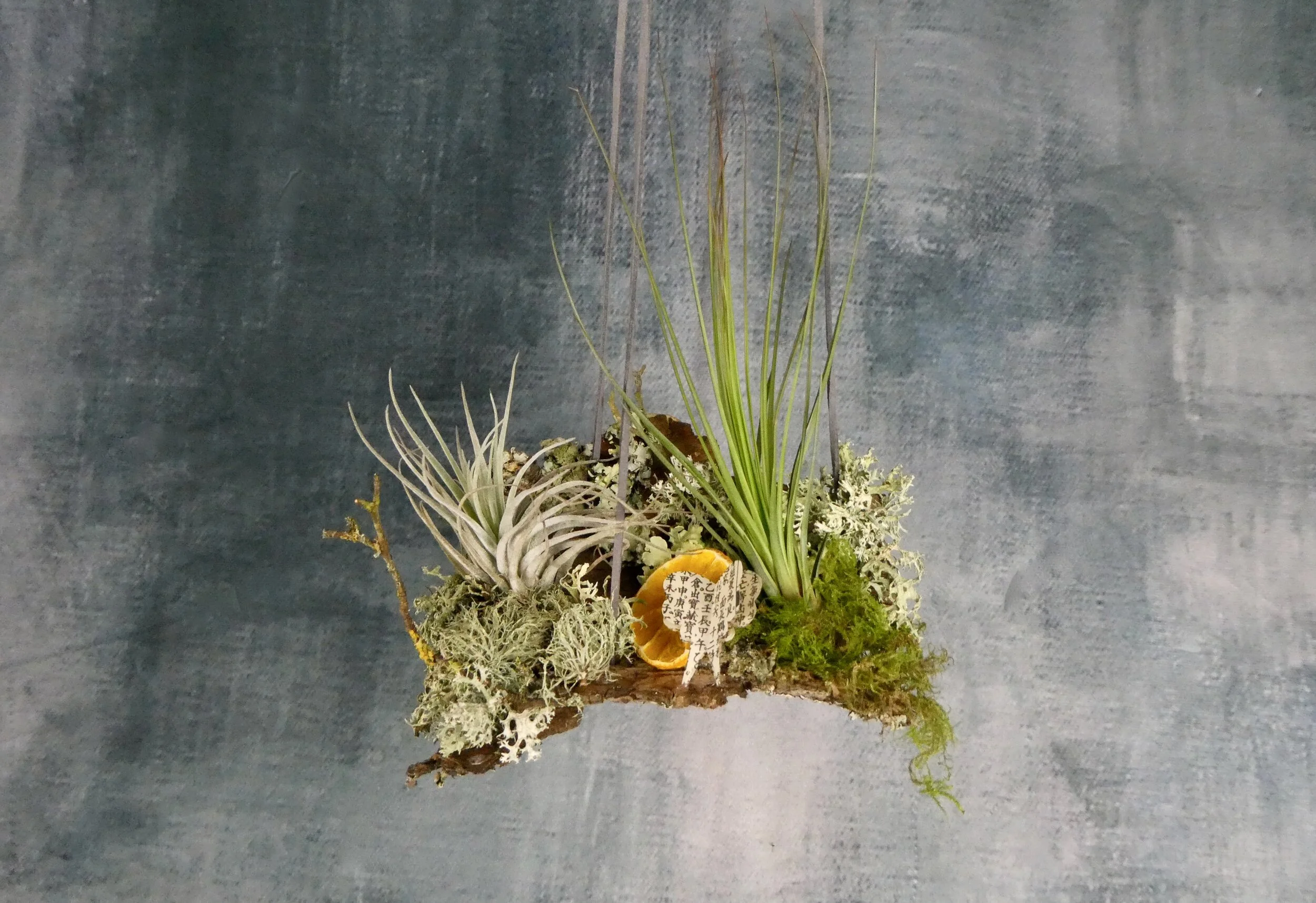 Hanging Air Plant Decoration