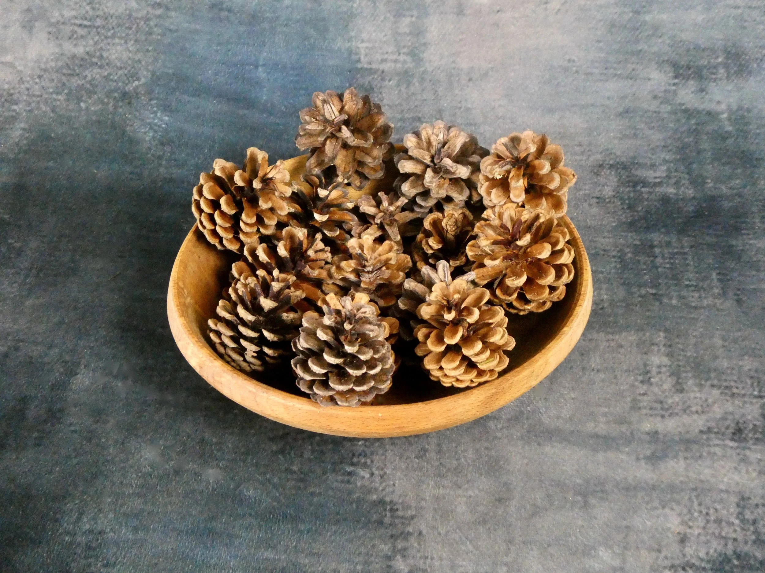 Pine and Fir Cone Assortment