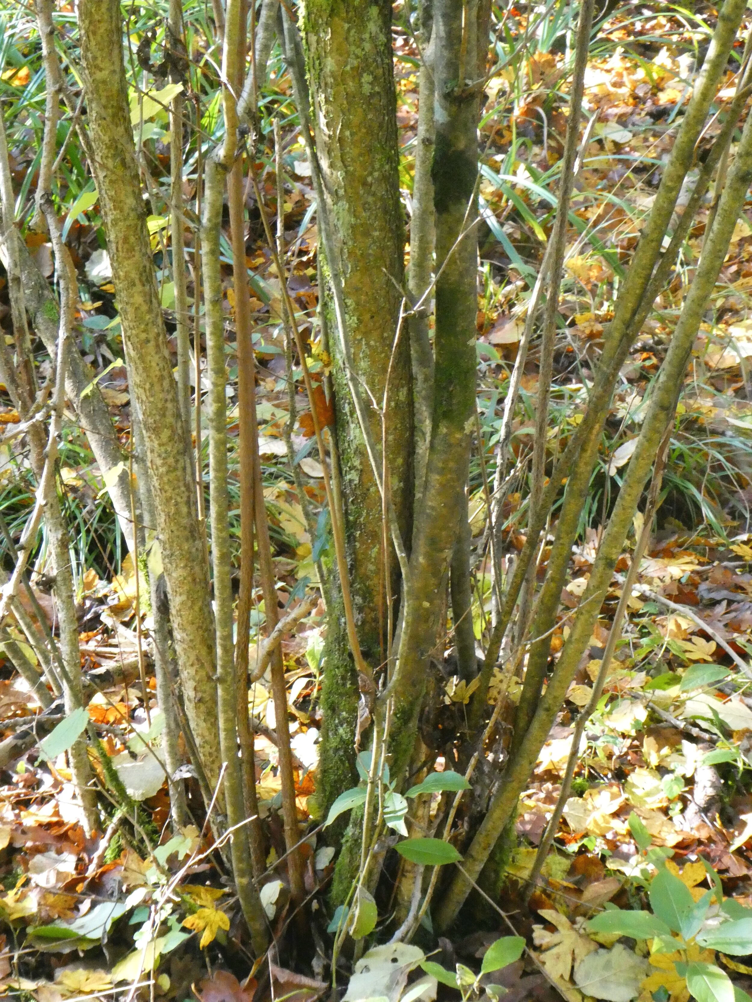 P1200257.jpg