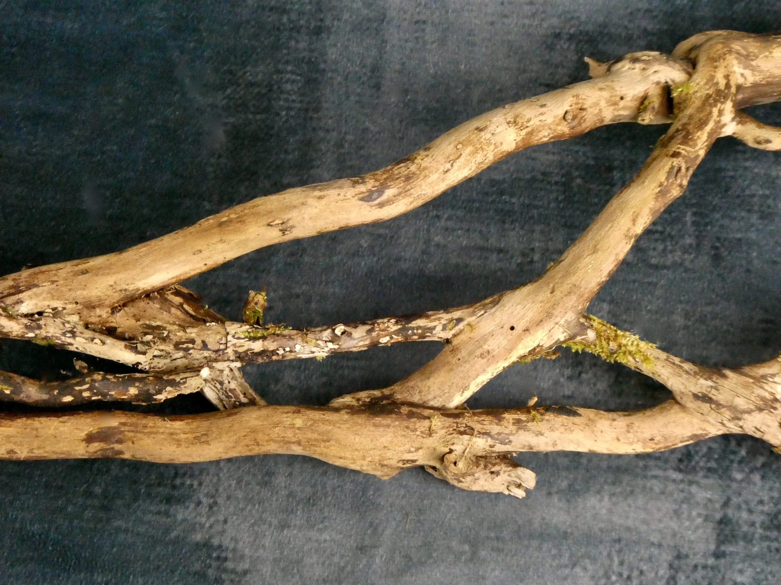Ivy Wood Branches: Assortment 