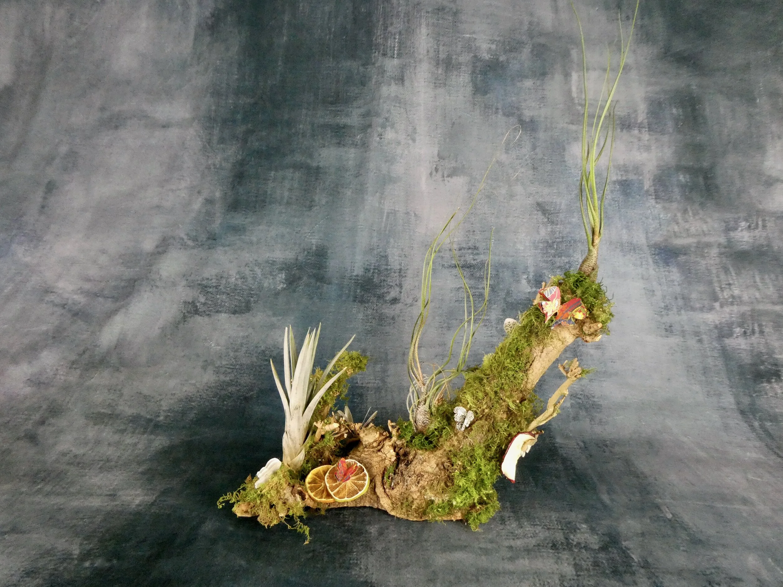 Table Air Plant Decoration 