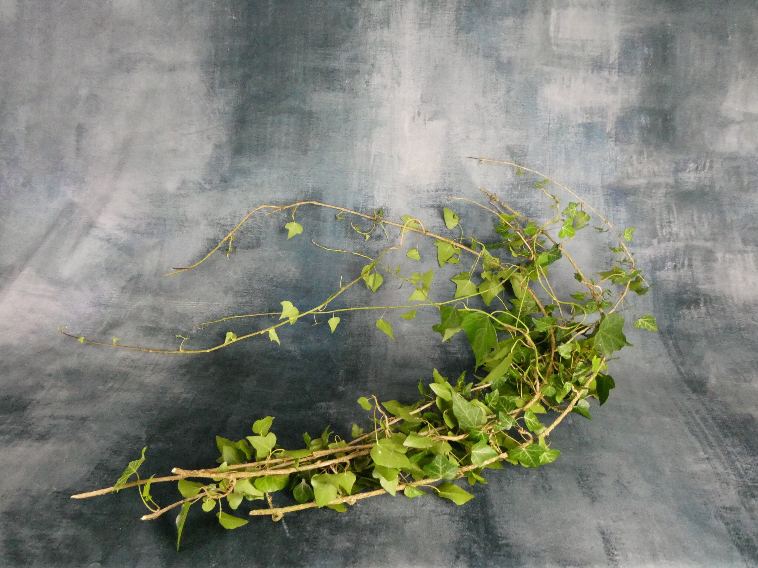 Freshly Harvested Ivy: Medium Strands 8 - 10 pieces 