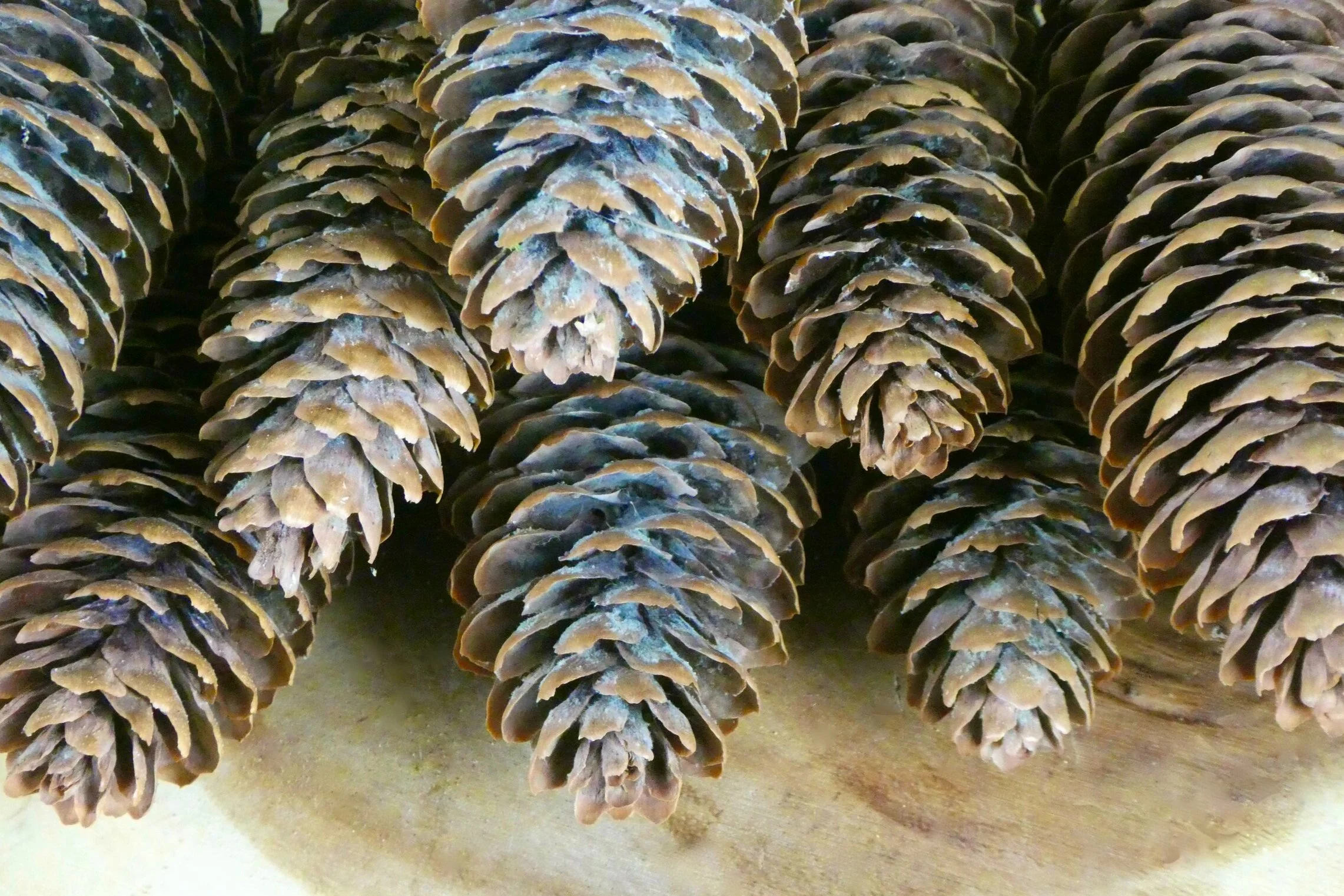 P1210030.jpg