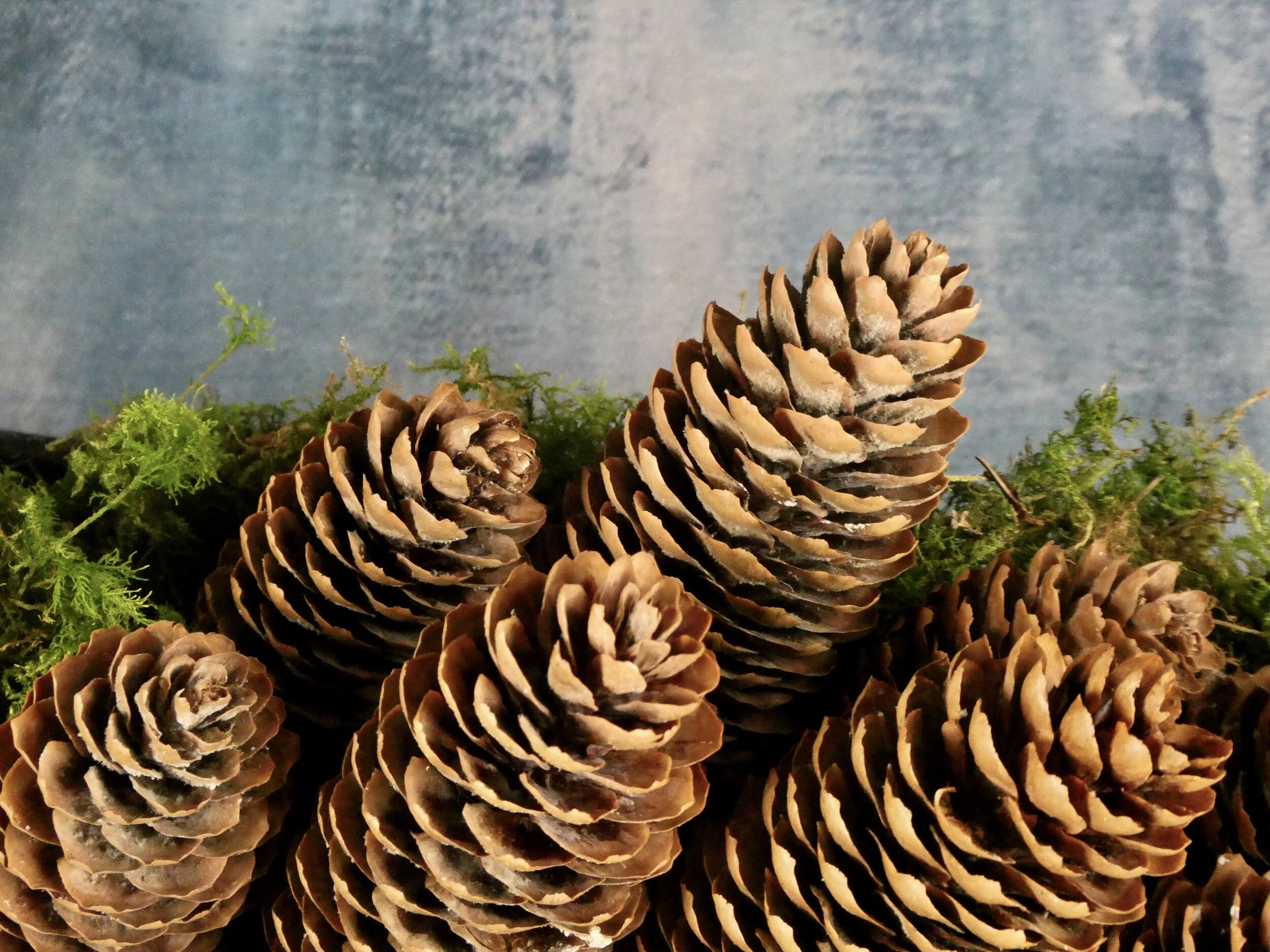 Spruce Cones