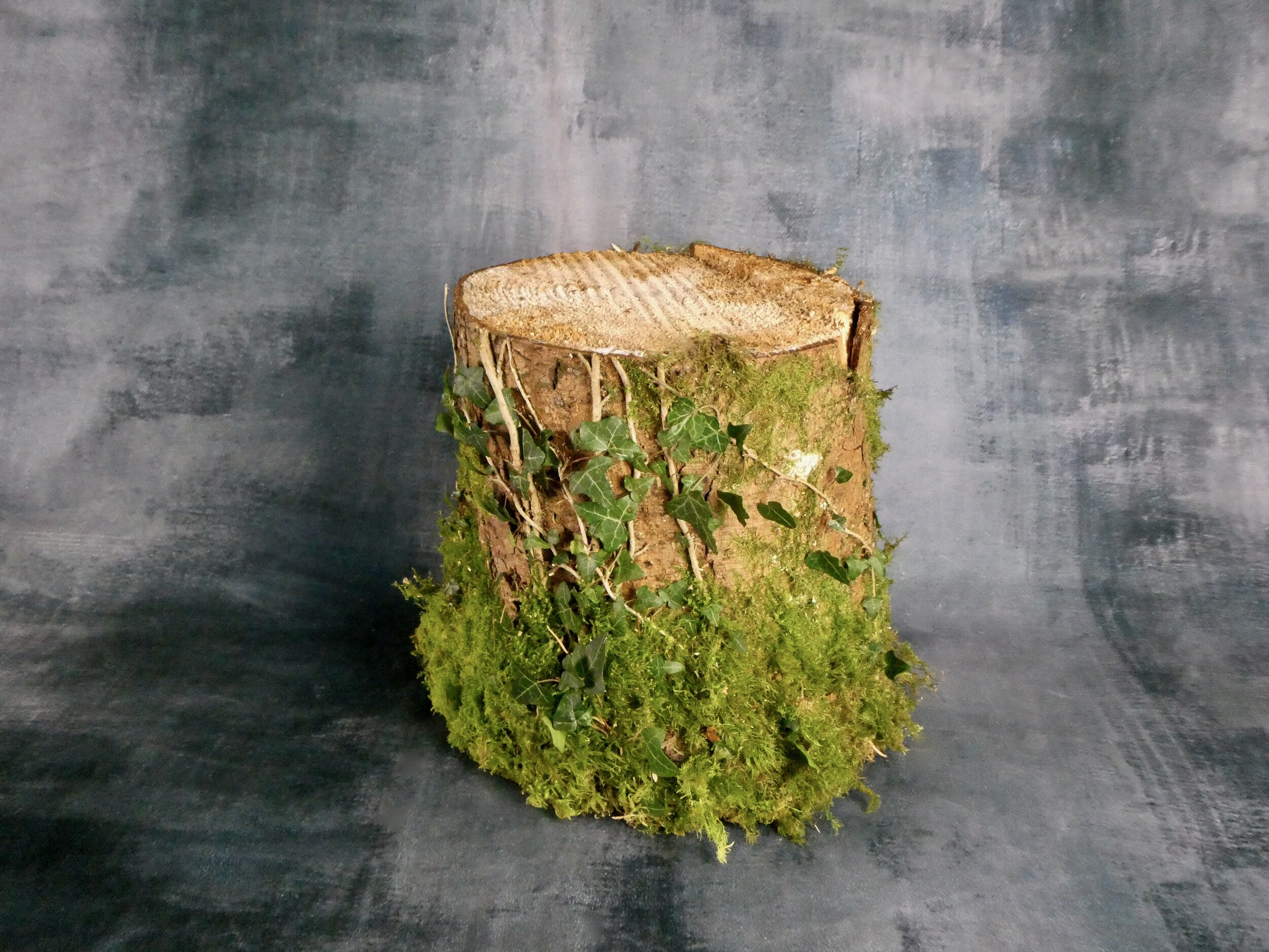 Conifer Log