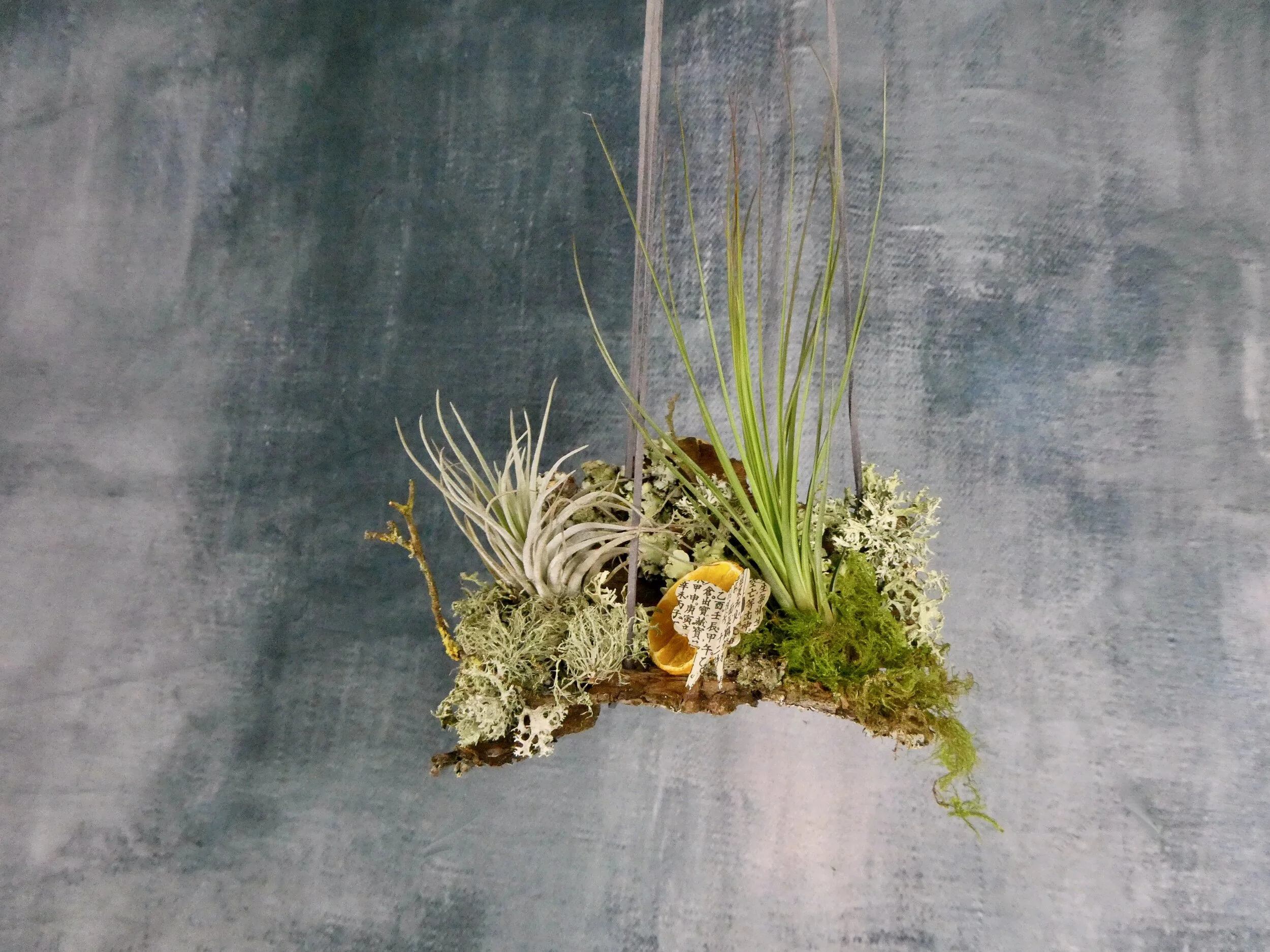 The Butterfly House: Hanging Decoration Featuring Paper Butterflies and Air Plants