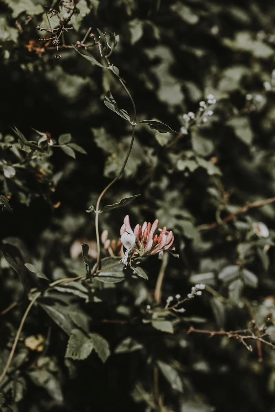 Delicate pink and white flowers provide food for bees, moths and dormice