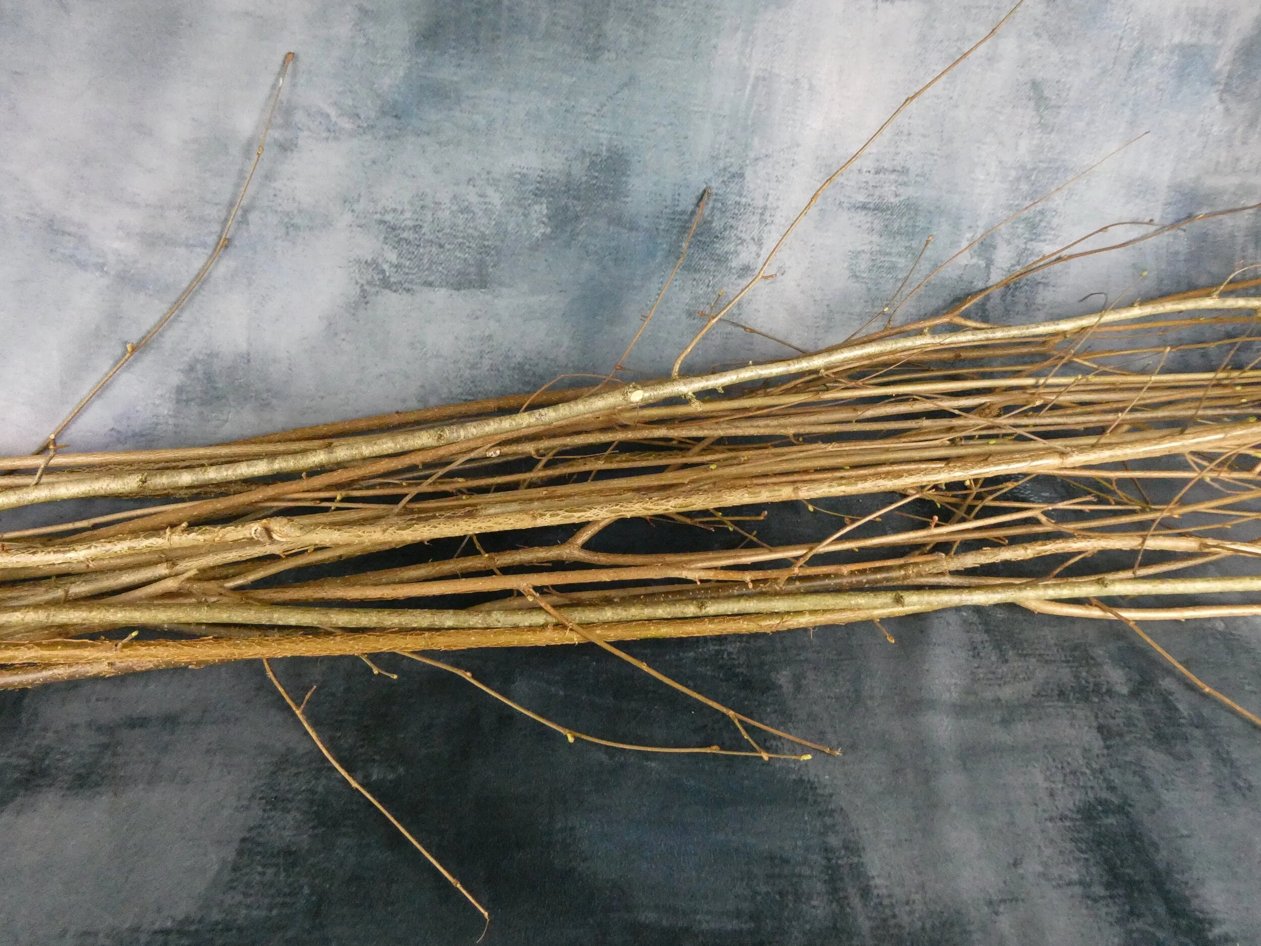 Hazel Stems 