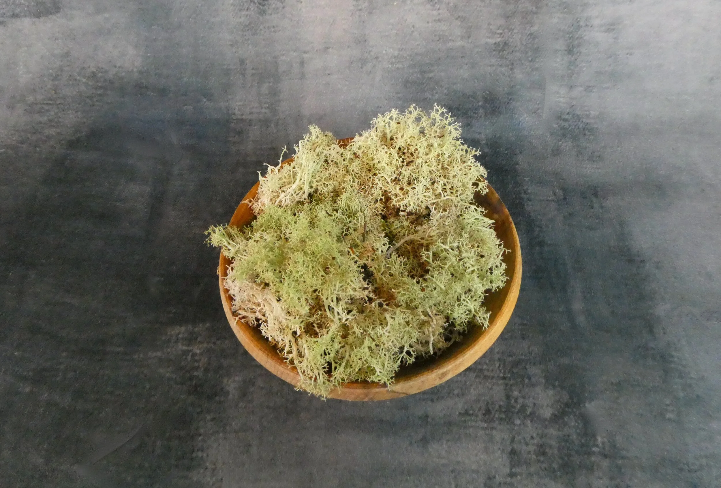 Dried Pale Green Moss 