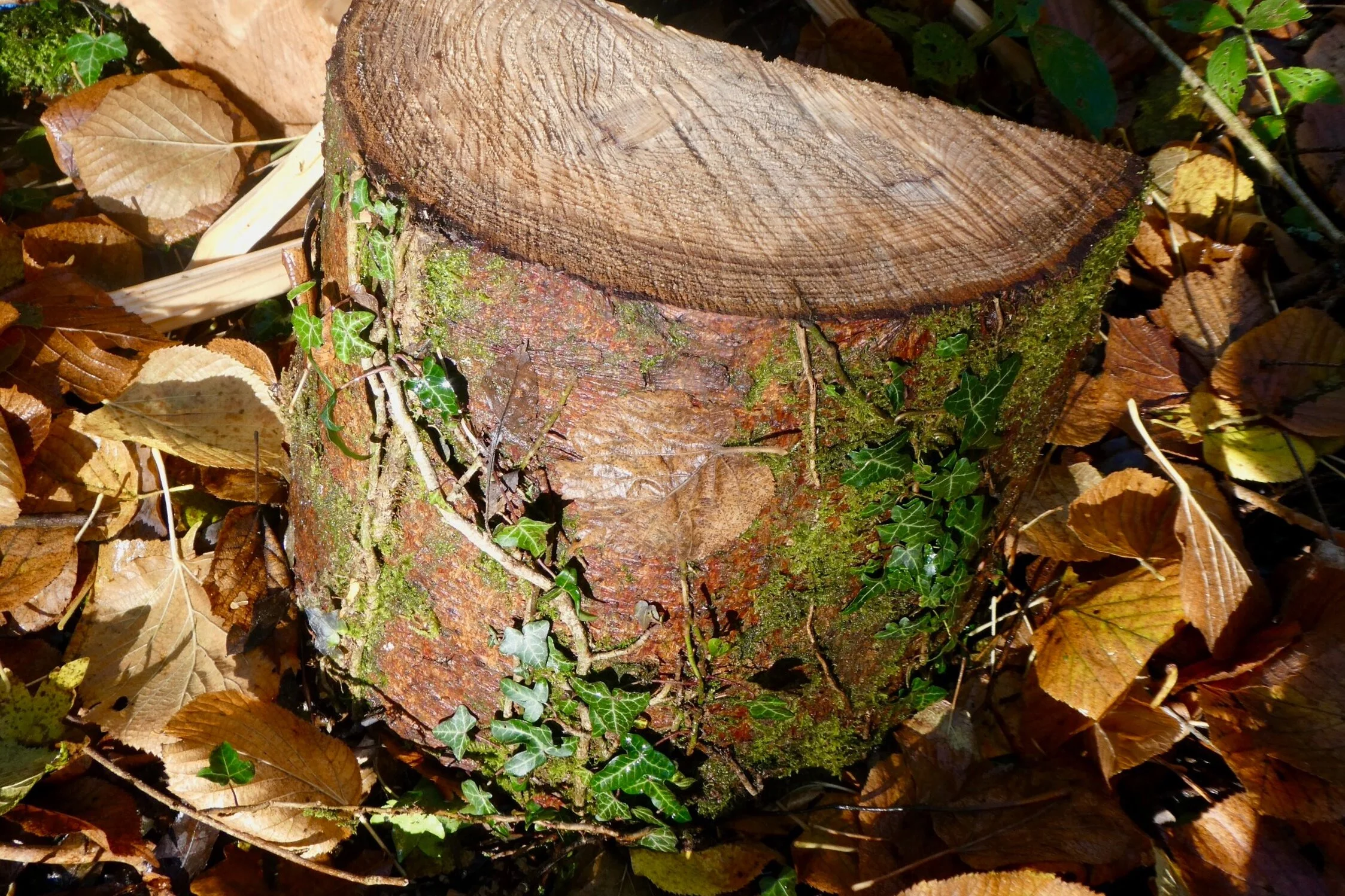 P1200038+%282%29.jpg