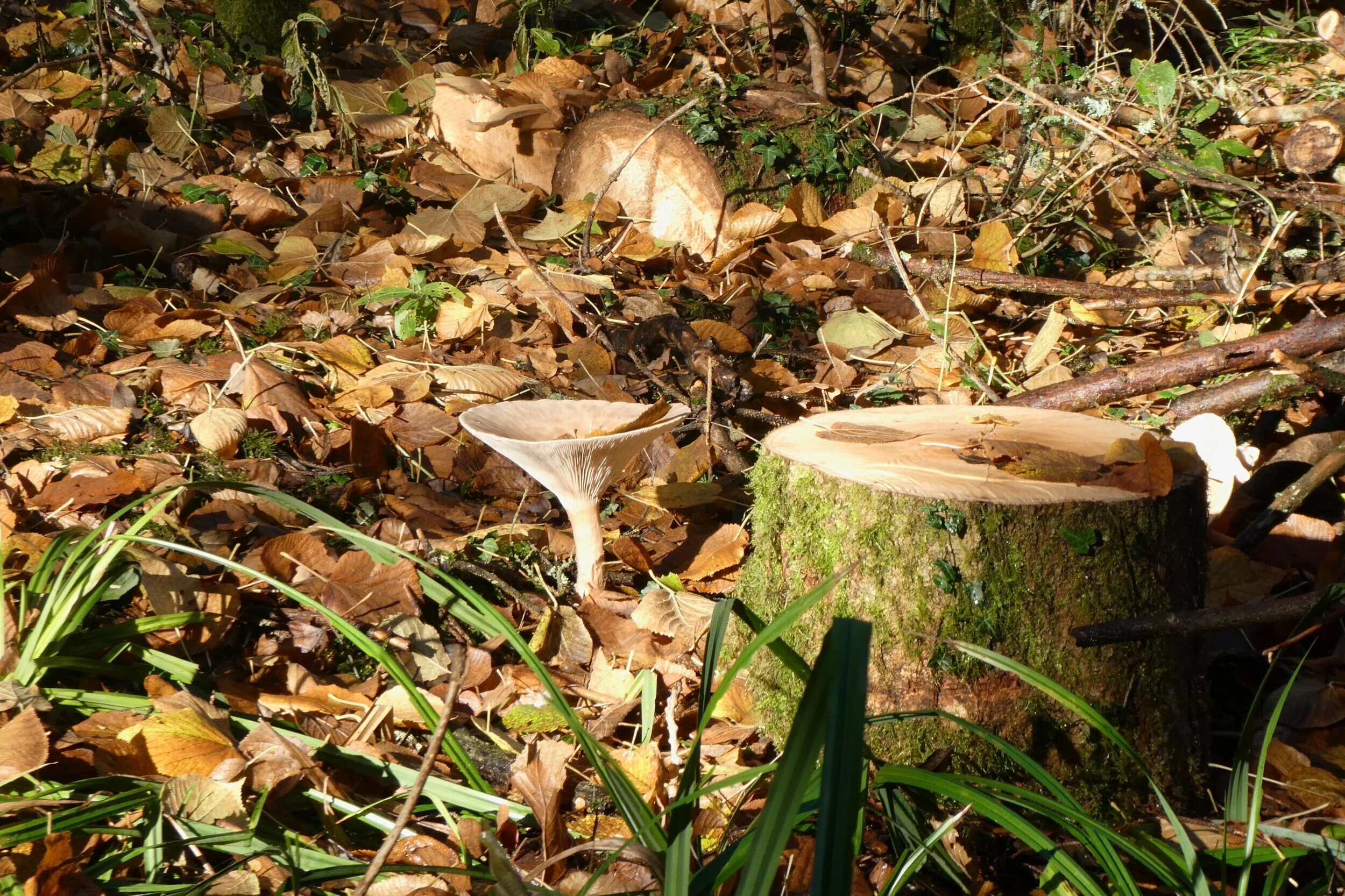 P1200022.jpg