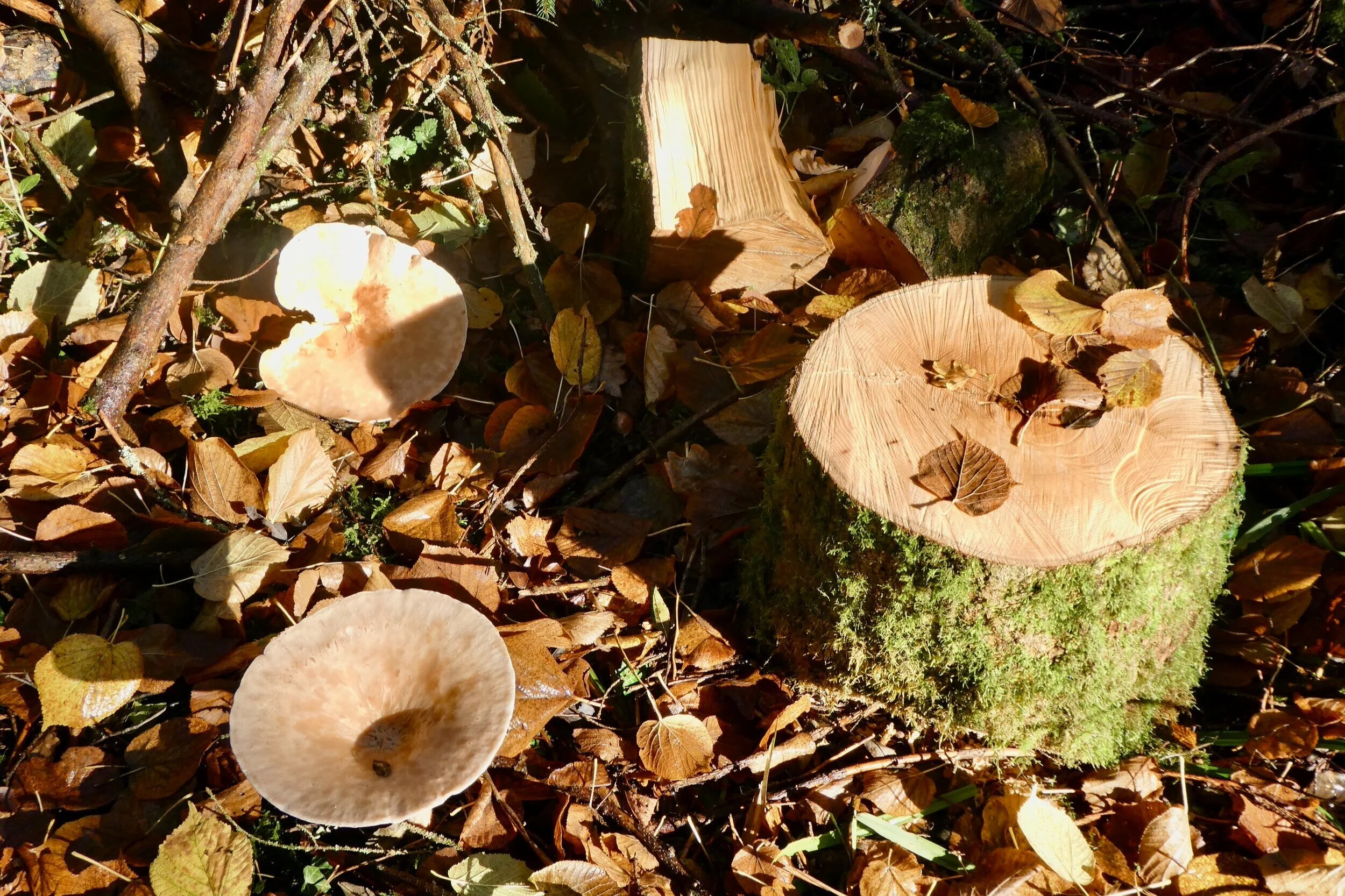 P1200032.jpg