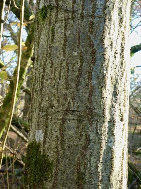 Alders have a distinctive bark pattern