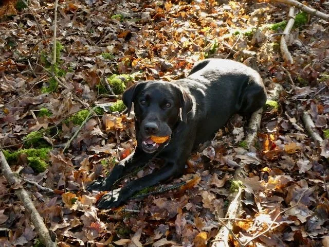 Happy Leon, finally reunited with his ball on a rope