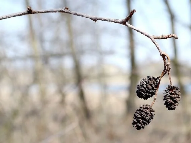 Tiny alder cones