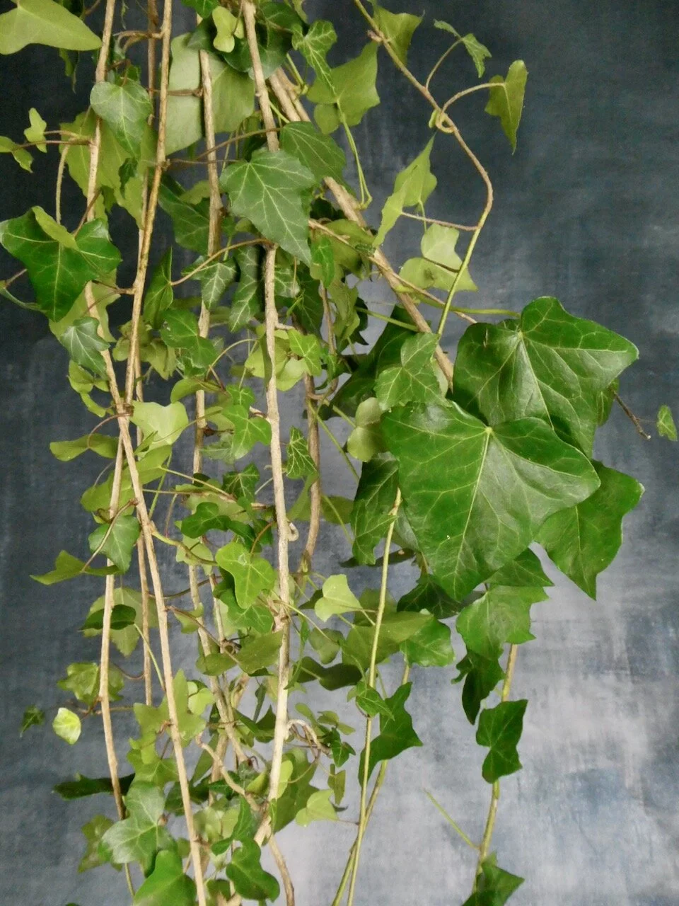 Freshly Harvested Ivy: Long Strands 8 - 10 pieces