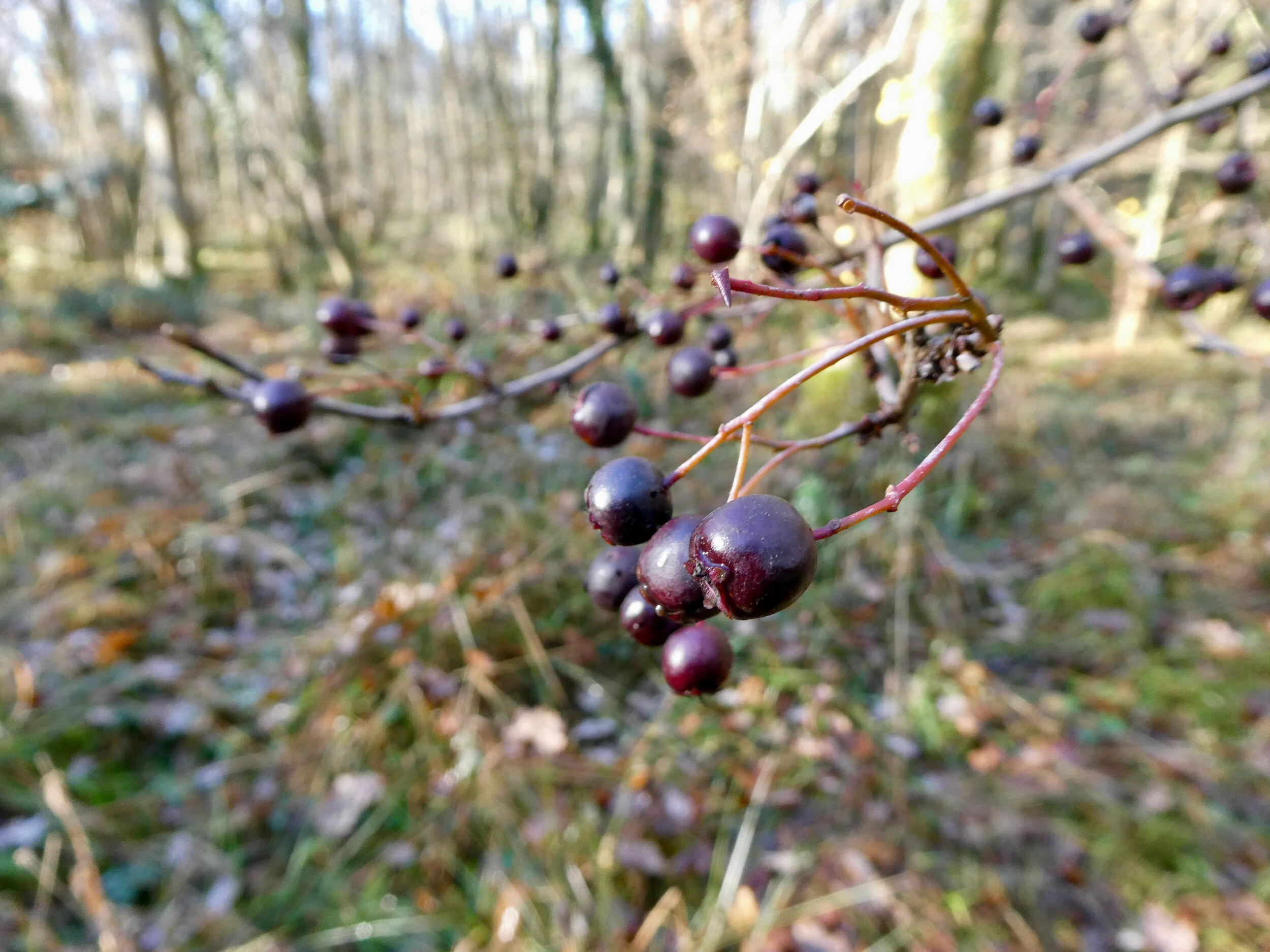 P1210933.jpeg