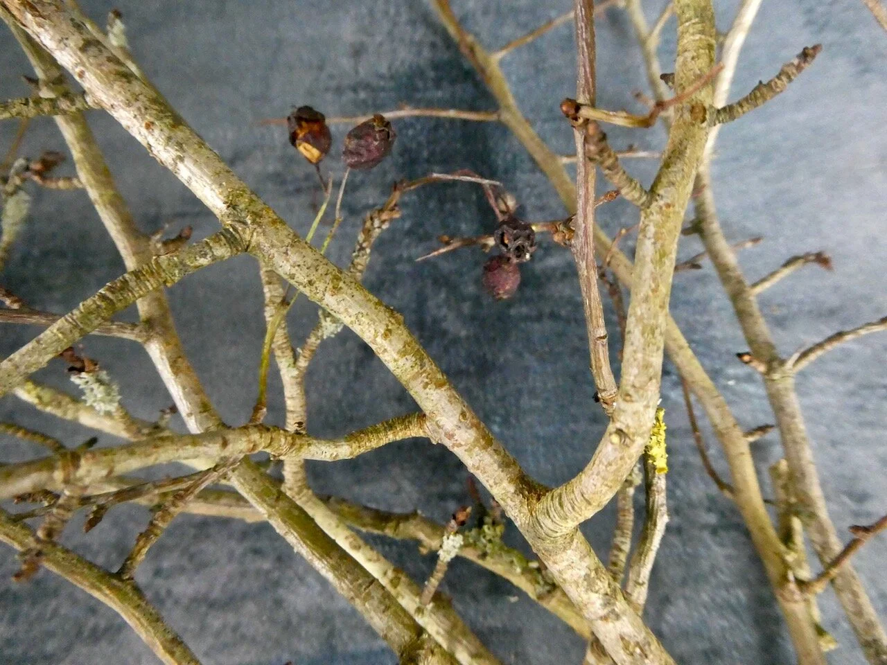Hawthorn Stems
