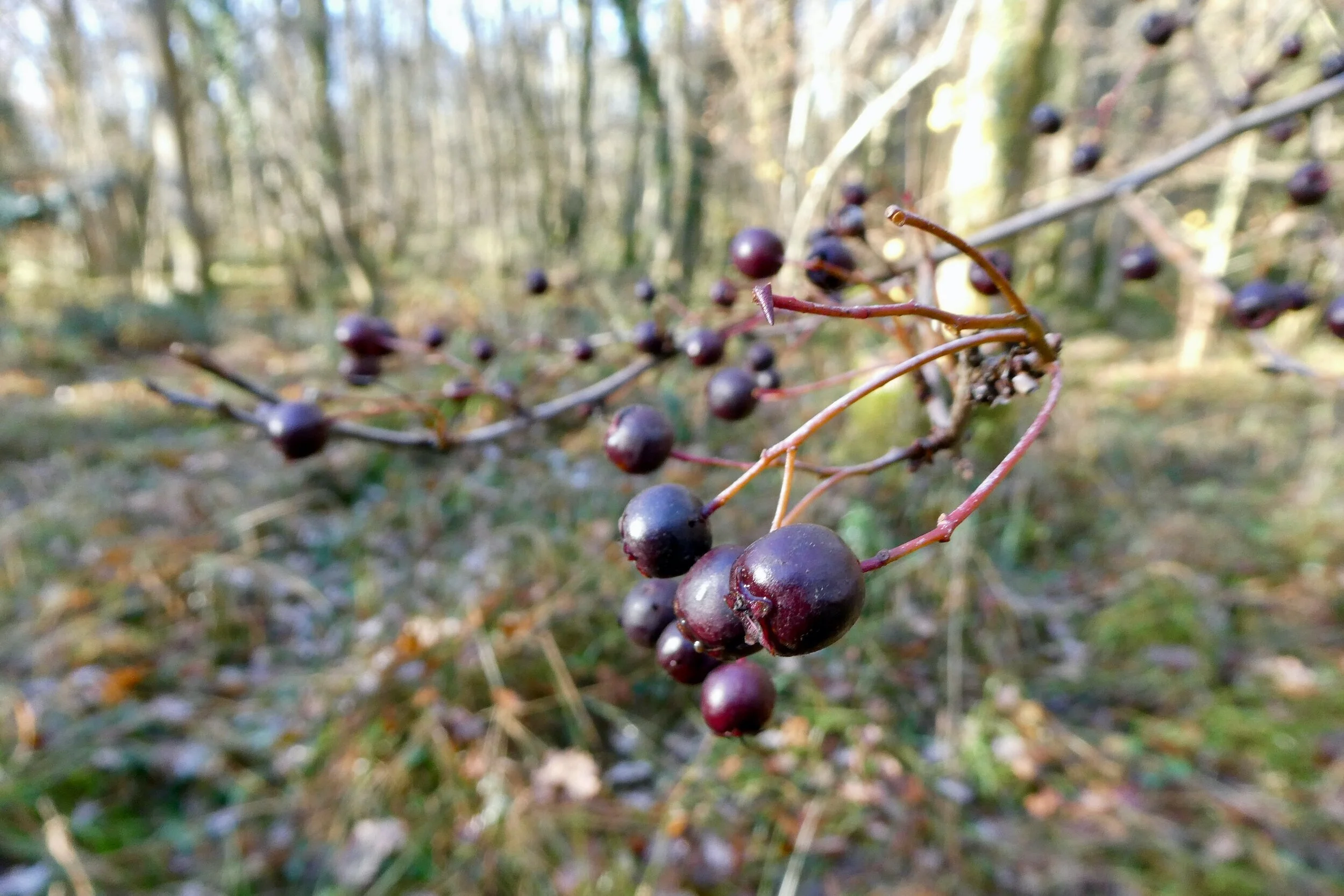 P1210933.jpg