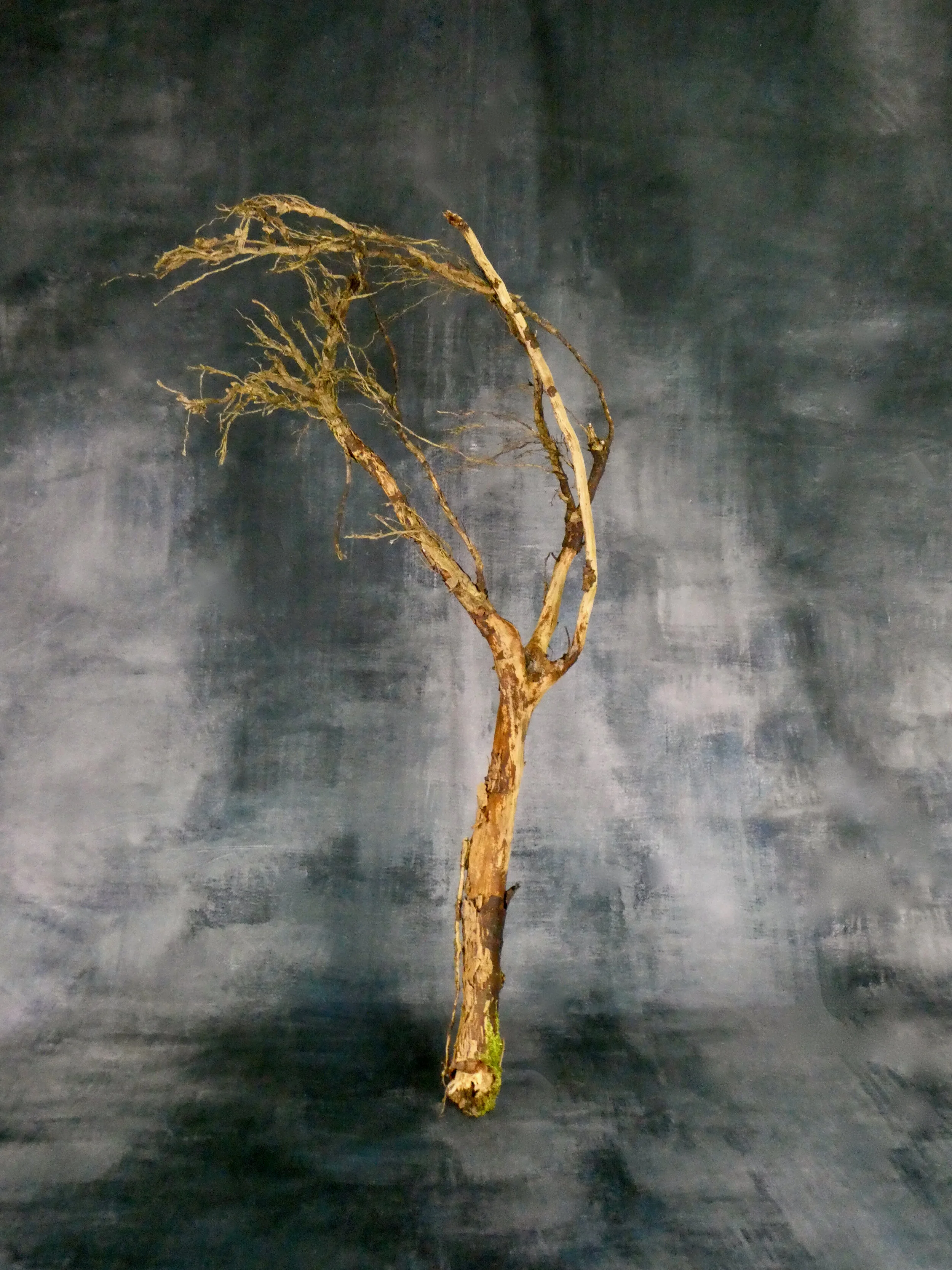 Tree Root Section