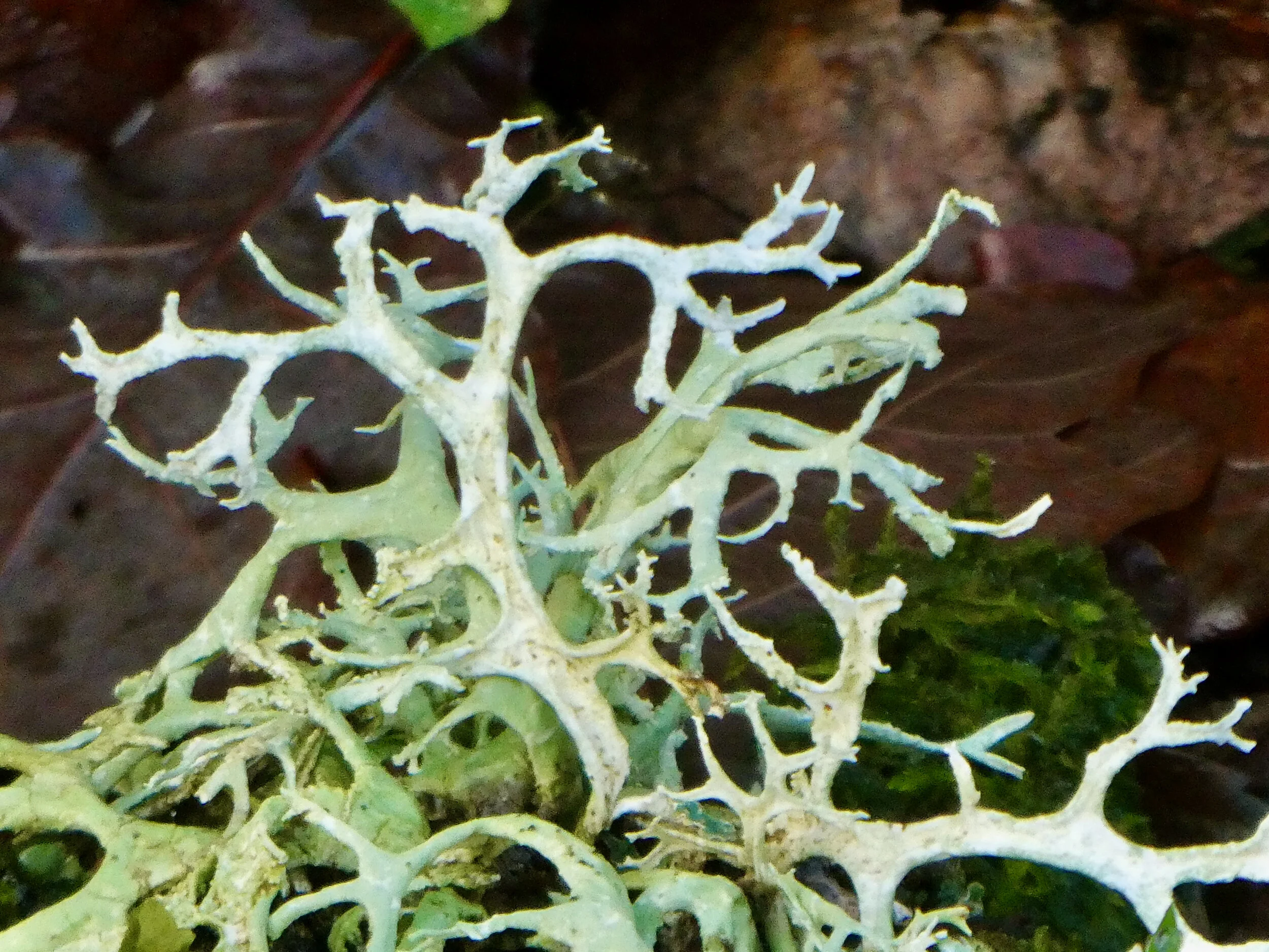Coral style lichen in Dormouse Wood
