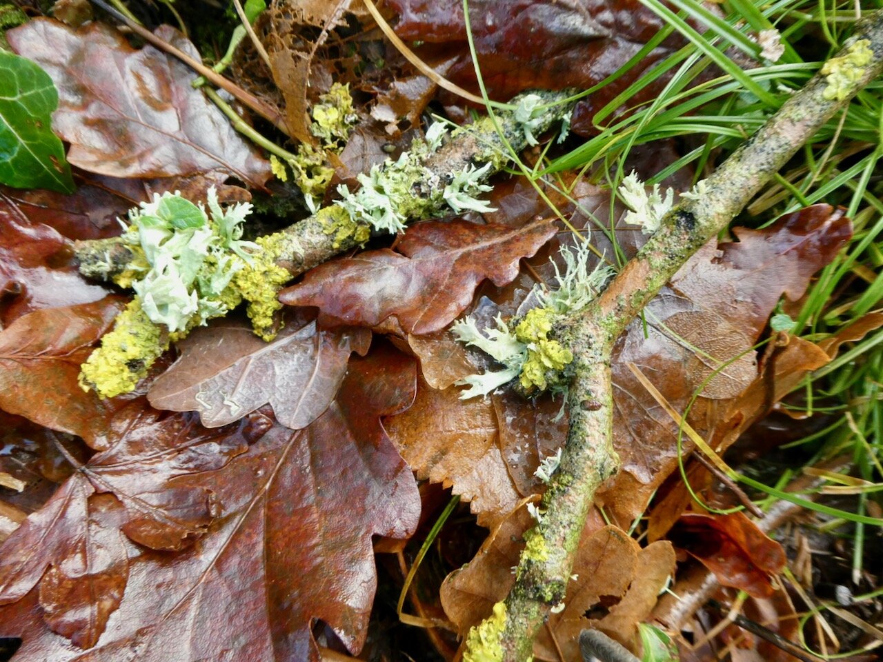 Twigs hosting a combination of lichens