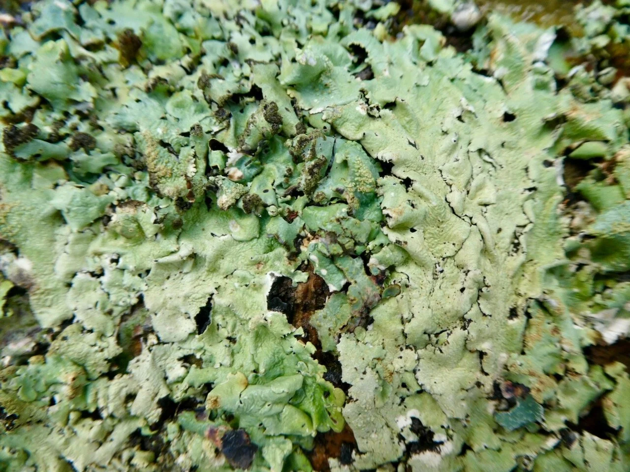 Some of the ‘peeling paint’ type of lichen. There is a massive amount of this on the Dormouse Wood trees