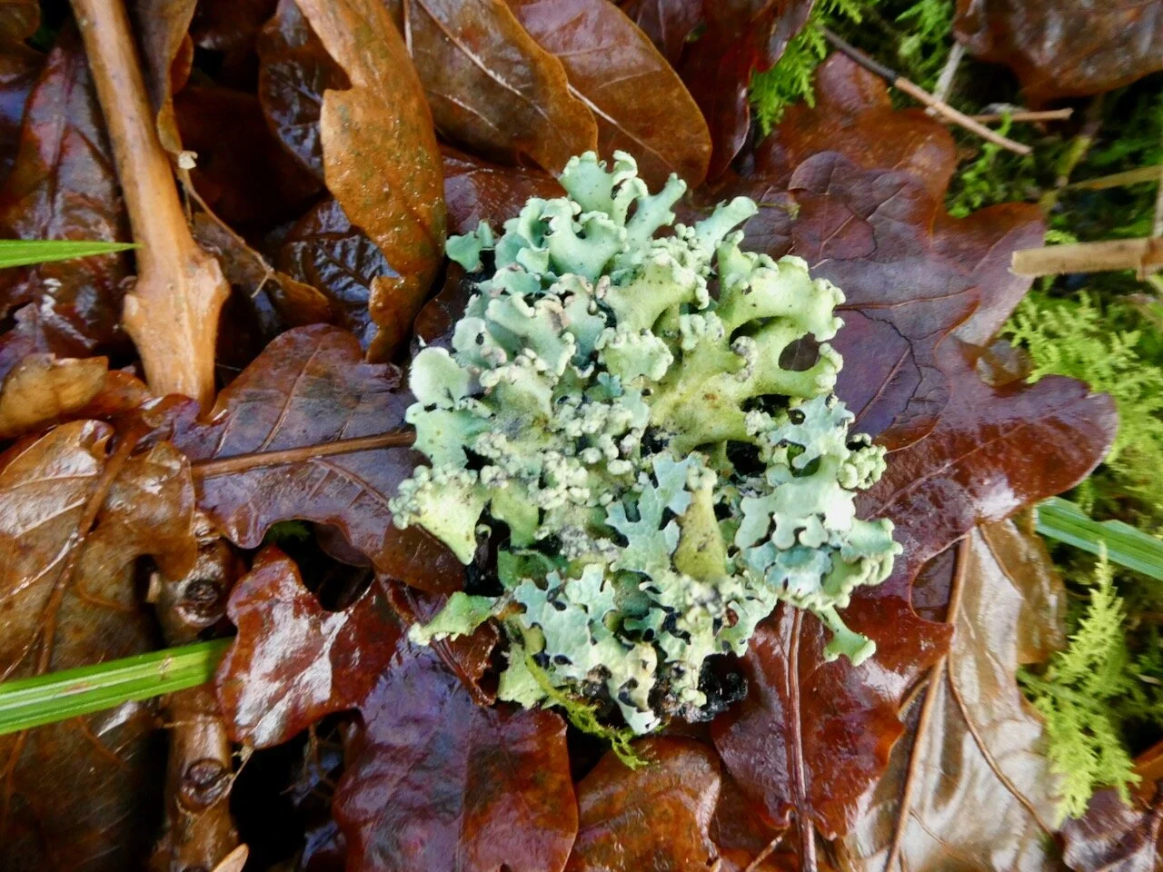 A bush type of lichen