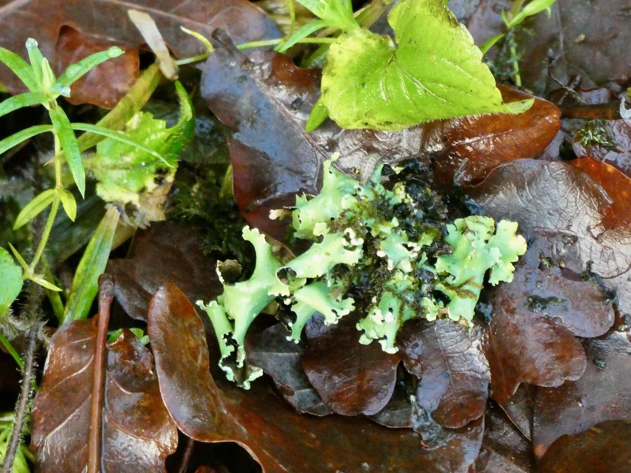 Some of the brilliant green lichen which was originally attached in a mat form to a tree