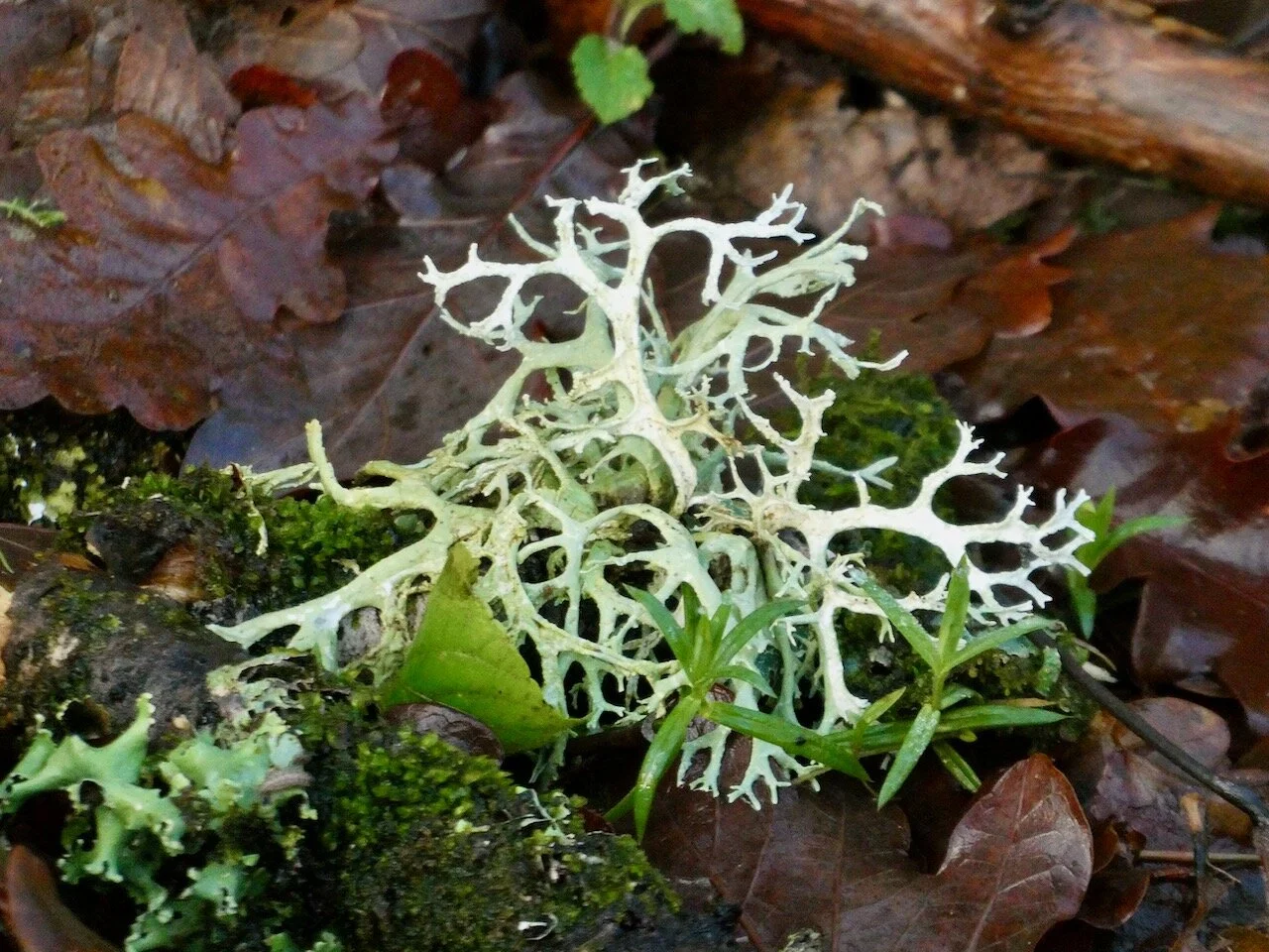 A Good Week for the Lichens