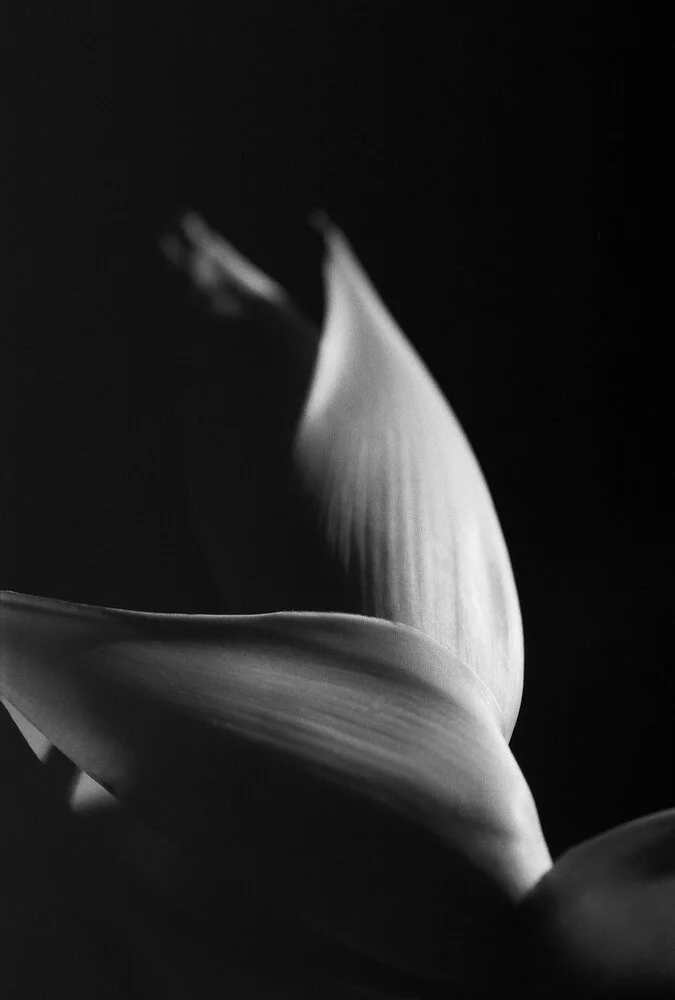 JSMayher_BWNegScan_BW267_33_Web.jpg