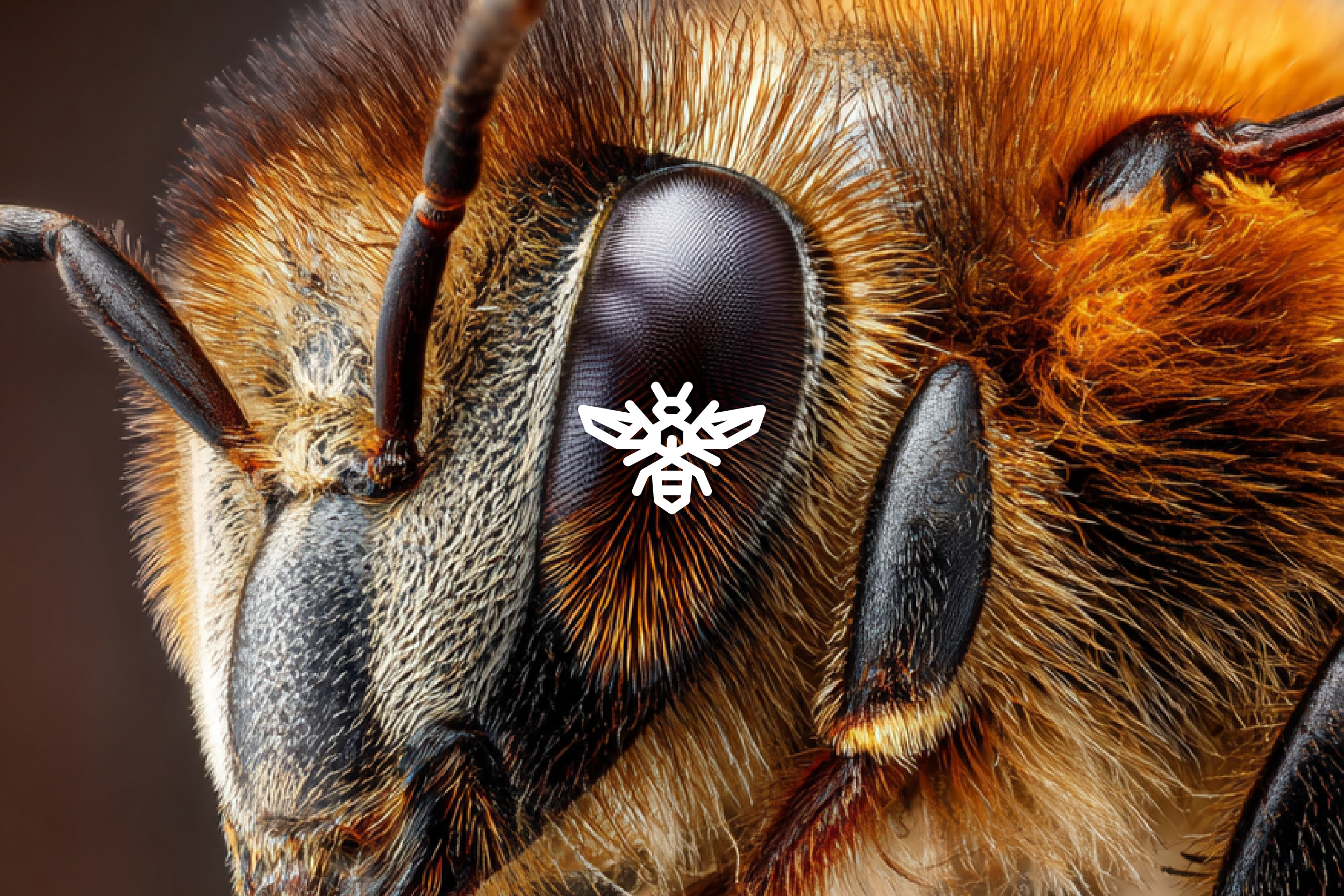 BEE_KEEPER_SHOE_Artboard 01.png