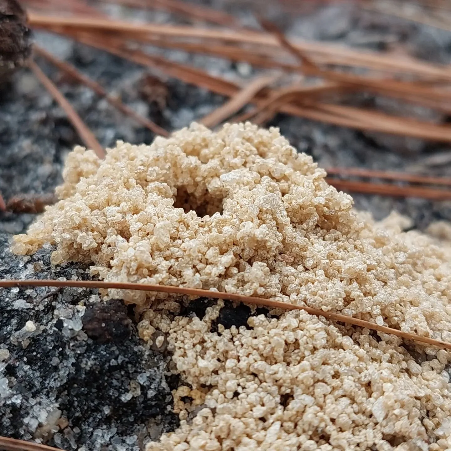 The bees are back in town! 
These little mounds are the work of Plasterer bees - an important spring pollinator. Don't worry, they tend to BEE good neighbors and are more interested in flowers than stinging passing hikers.